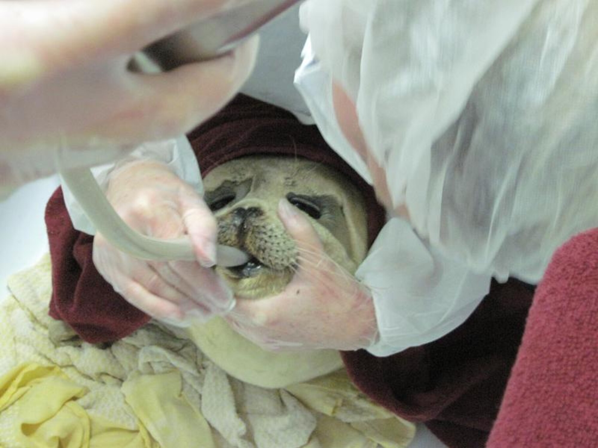 Lt. Col. Karen Bosko tube feeds "fish porridge" to a seal pup at the Leni 't Hart centre in the Netherlands. The Centre nursed more than 200 common and grey seal pups back to health from lung worms.