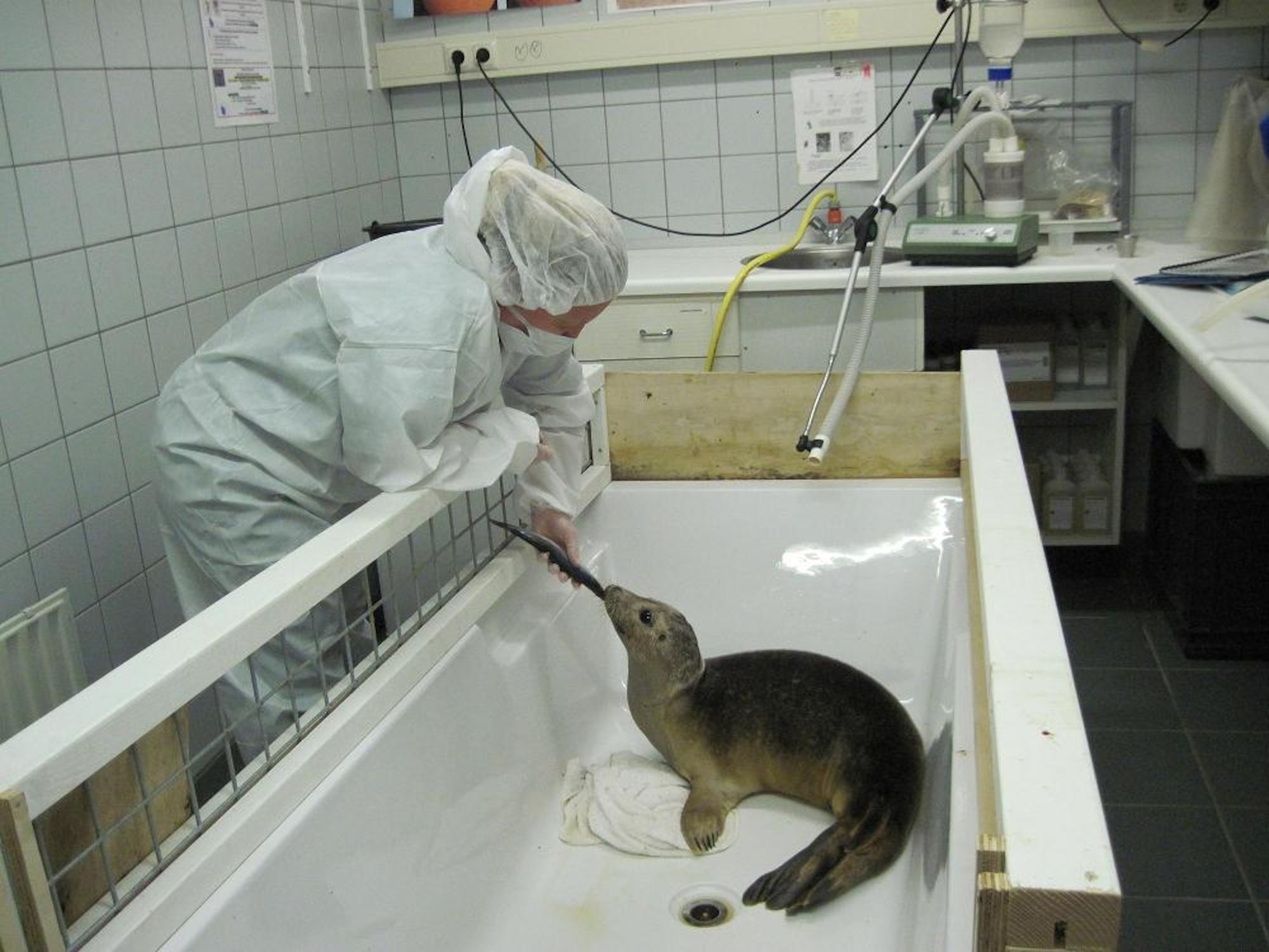 Lt. Col. Karen Bosko, 23rd Combat Communications Squadron commander, hand feeds a herring to a sick seal pup recovering at the Leni 't Hart center. (U.S. Air Force photo)
