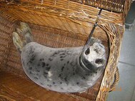 TRAVIS AIR FORCE BASE, Calif. -- One of Lt. Col. Karen Bosko's sick little charges, a grey seal pup, patiently waits for a feeding and medicine. An Air Force reservist and commander of the 23rd Combat Communications Squadron here, Col. Bosko has been volunteering for more than eight years at The Marine Mammal Center, Sausalito, Calif. Read the full story in your April edition of The Contact magazine. (Courtesy photo) 