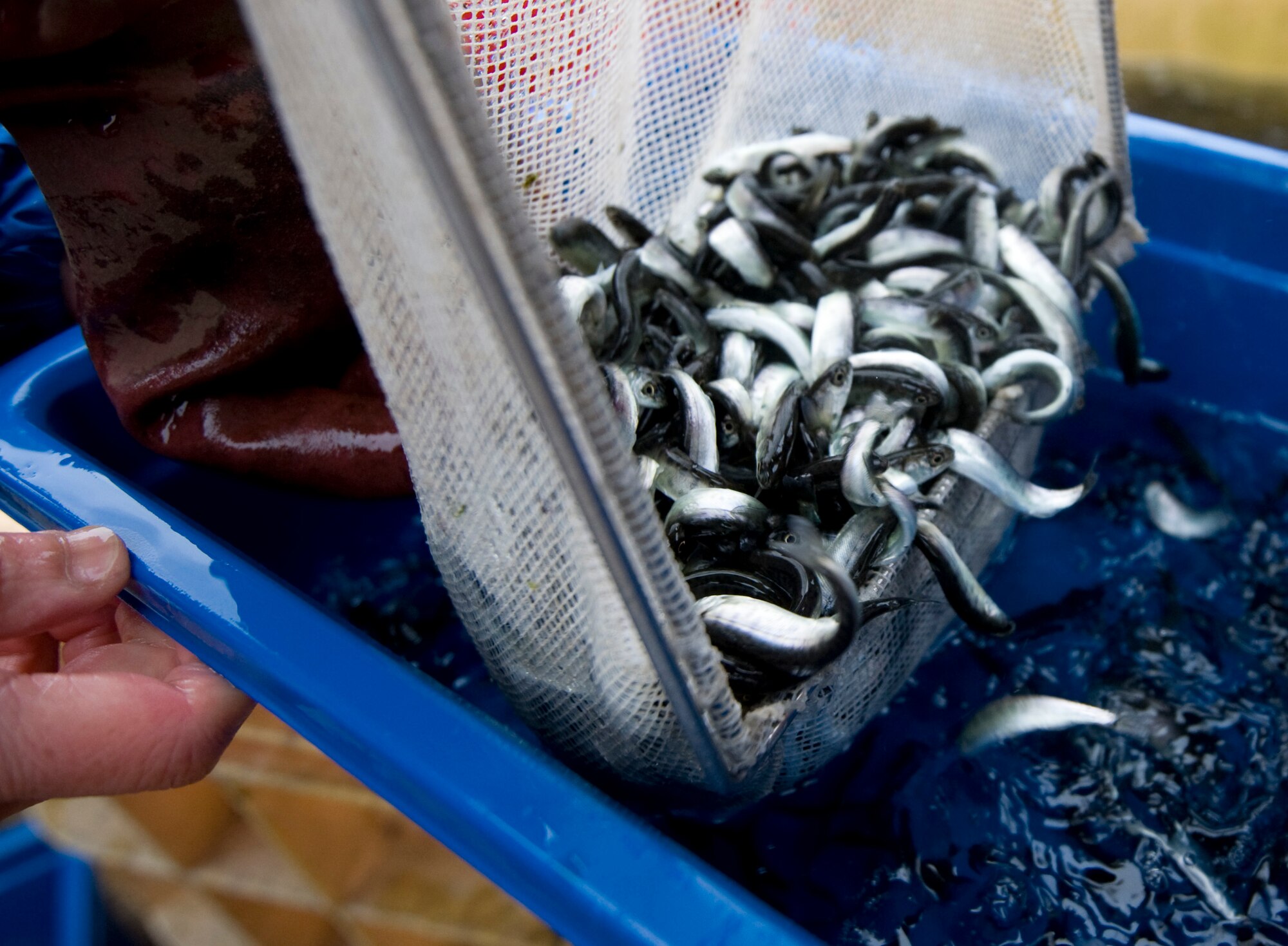 ORIASE TOWN, Japan -- Dozens of baby salmon are poured into a bucket of water to be released into the Oriase River March 20. Approximately 400,000 baby salmon were released by a collaboration between the 35th Civil Engineer Squadron natural resources management office and the Oriase Town office. (U.S. Air Force photo/Staff Sgt. Samuel Morse)