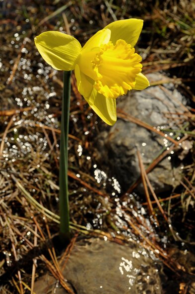 The changing of seasons is seen as Daffodils make their first appearance and symbolize the transition from winter to spring here, Mar. 22. As one of the first flowers to appear in spring, Daffodils can be purchased at the base florist shop, Mondays to Fridays from 9 a.m. to 6 p.m. Saturdays from 9 a.m.to 1 p.m. For more information call (605)-923-5117. (U.S. Air Force photo/Senior Airman Adam Grant) 