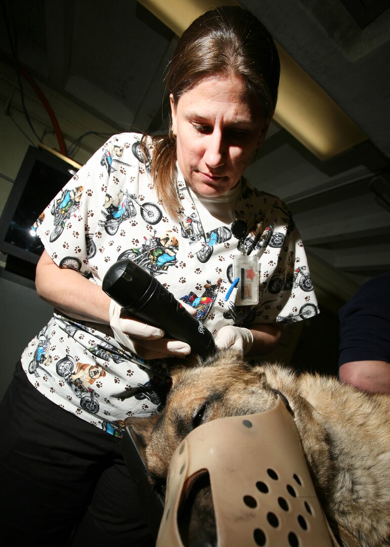 Vickie Miller, a certified veterinarian technician with the 341st Training Squadron, prepares a new military working dog for an identification tattoo. (U.S. Air Force photo/Robbin Cresswell)