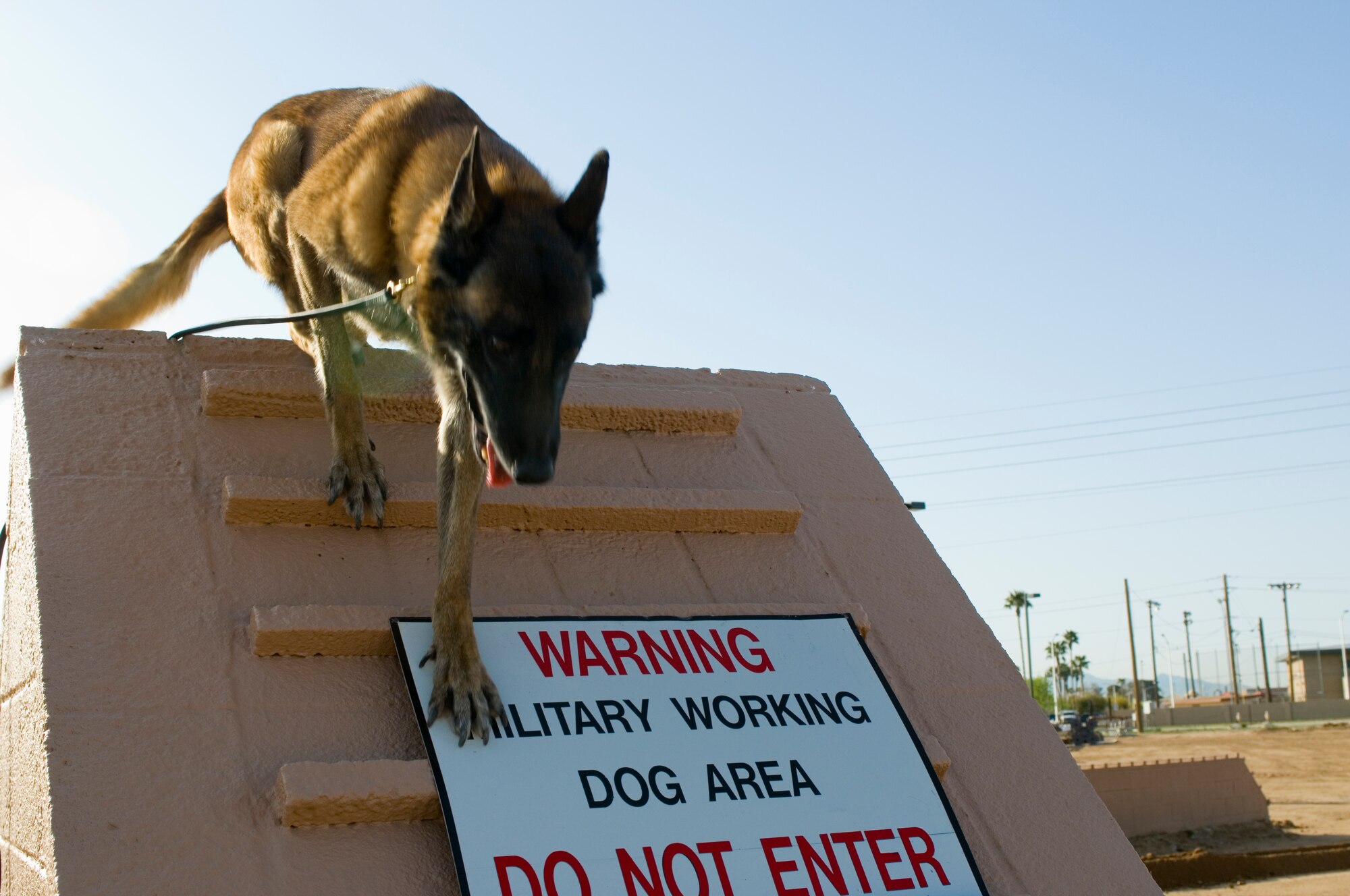 Roc descends the "A" frame during his final run of the obstacle course at the Military Working Dog kennels, Luke Air Force Base, Ariz., March 25, 2010. Roc is a Belgian Malinois, one of the breeds of dog used by the U.S. Air Force. (U.S. Air Force Photo by Staff Sgt. Jason Colbert)
