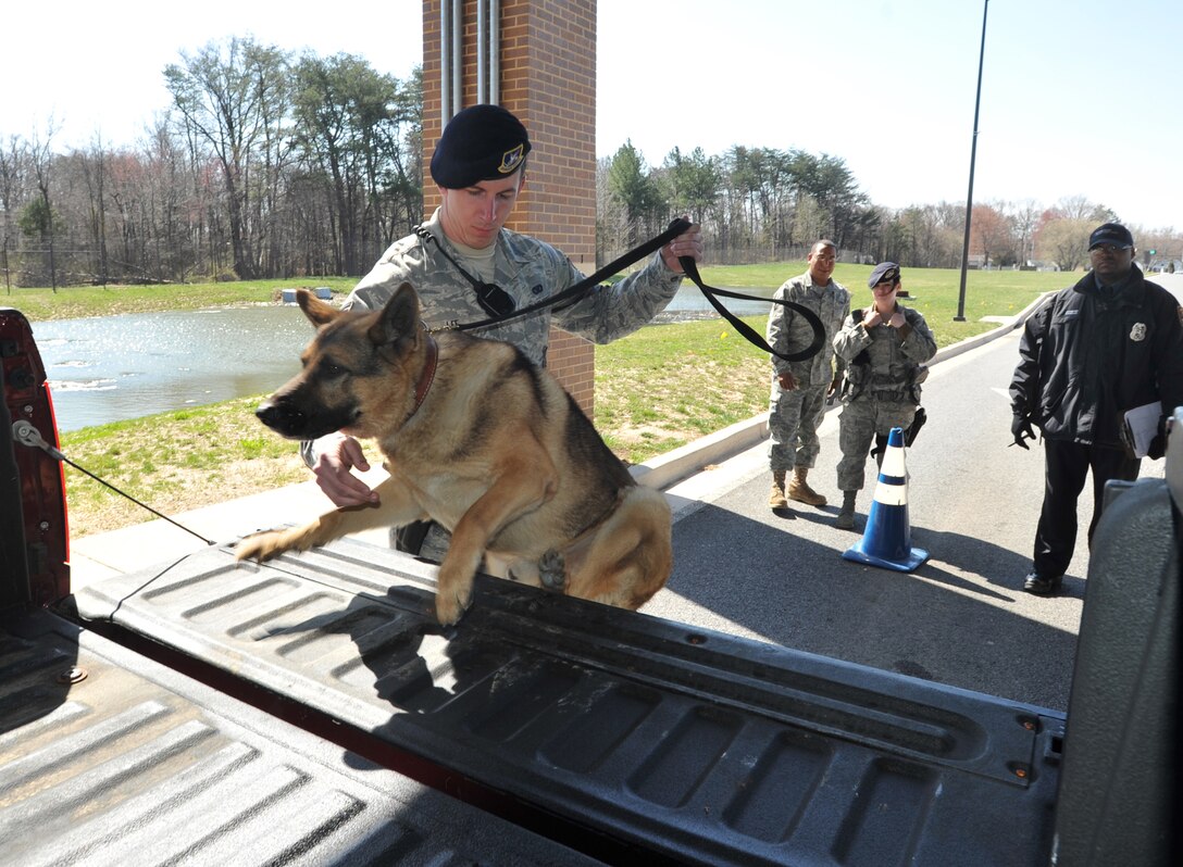 Senior Airman Benjamin Lee, 316th Security Forces Squadron military working dog handler, gives MWD ‘Bert’ the command to ascend onto the flat bed of a pickup truck during a random vehicle inspection March 24, 2010, at the Virginia Gate entrance at Joint Base Andrews, Md. 