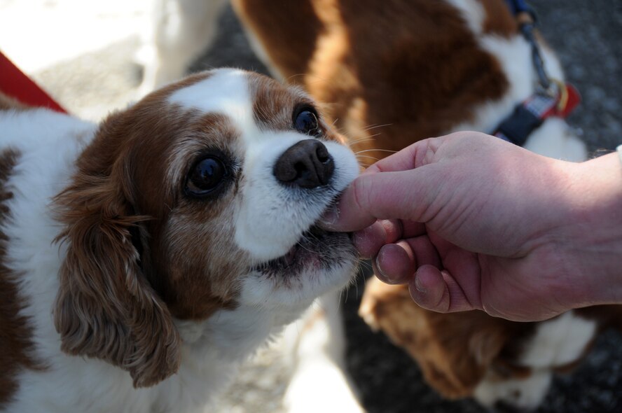 A dog on the parade route quickly eats one of the doggie treats that Master Sgt. Dickie Lochren was handing out along the parade route. The 106th Rescue Wing came out in force on Saturday March 27th for the annual St. Patrick?s Day Parade in Westhampton Beach, N.Y. The event included members of the 103rd Rescue Squadron?s Guardian Angels on one of their rescue boats as well as the 106th Rescue Wing?s recruiters and Honor Guard. The event started at Westhampton Beach High School and wound its way downtown and finished on Main Street. 
Guardian Angels and recruiters both interacted with the crowd by either throwing small soft blue footballs to the audience or, in the case of Master Sgt. Dickie Lochren, handing out dog treats to all the dogs in the crowd. ?Our four legged friends are always out there in the cold and they don?t get any love so I thought it would be good way to get the word out there and interact with the crowd,? Lochren said.

(U.S. Air Force Photo/Staff Sgt. David J. Murphy/Released)
