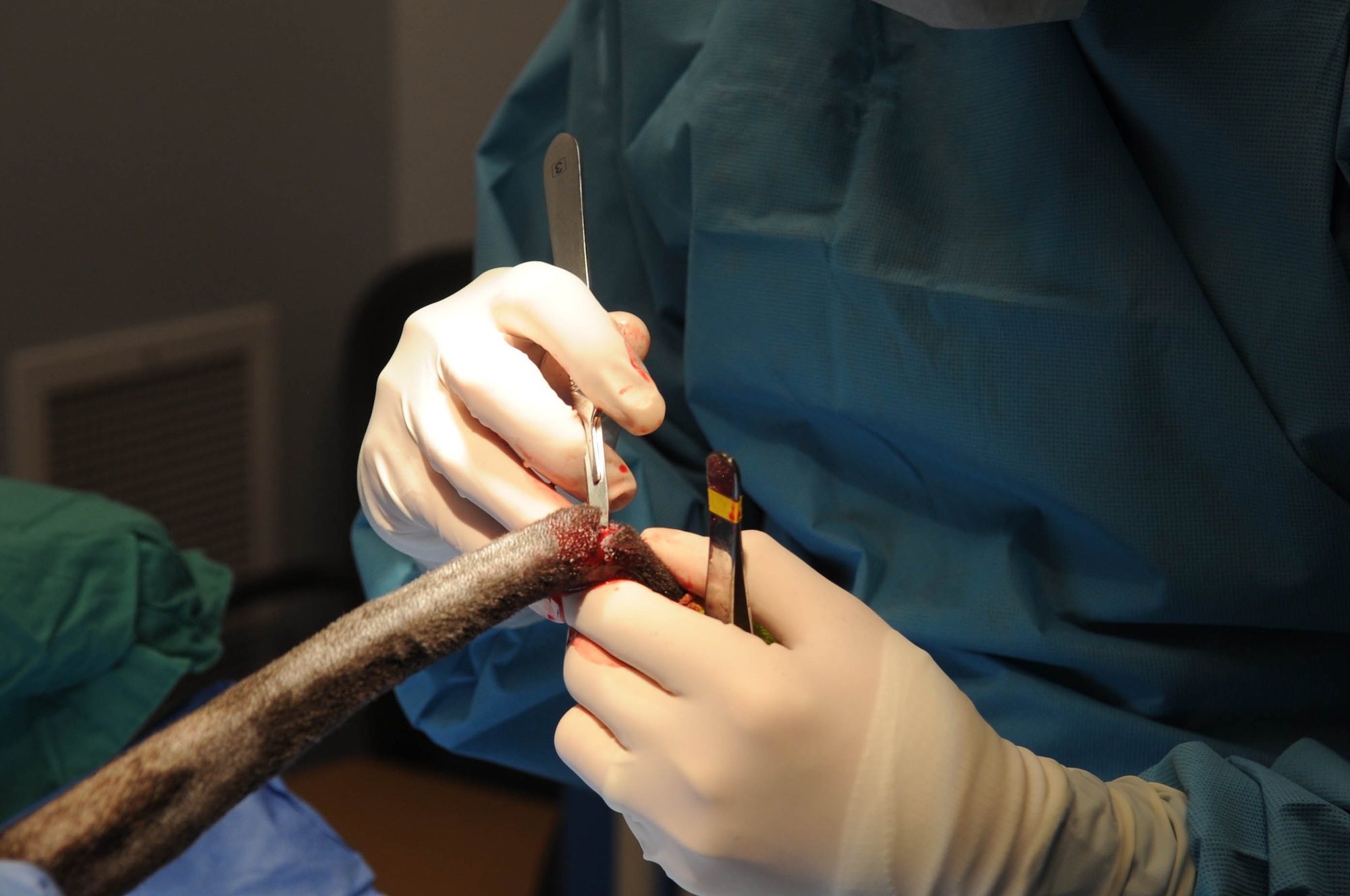 BARKSDALE AIR FORCE BASE, La – BARKSDALE AIR FORCE BASE, La -- Dr. Darrin Olson uses a scalpel to perform a partial tail amputation on Military Working Dog Febe March 26. When a dog’s tail has been injured a full or partial amputation is necessary to ensure the MWD remains fit for duty, as being able to sit is a vital part of training. Febe’s tail, which was injured earlier this month in the line of duty, should take about two to three weeks to heal. Dr. Olson is a veterinarian assigned to the South Plains Veterinary District and Febe is a MWD assigned to the 2d Security Forces Squadron K-9 unit here. (U.S. Air Force photo by Staff Sgt. Terri Barriere)