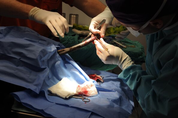 BARKSDALE AIR FORCE BASE, La – Dr. Darrin Olson uses a scalpel to perform a partial tail amputation on Military Working Dog Febe March 26. When a dog’s tail has been injured a full or partial amputation is necessary to ensure the MWD remains fit for duty, as being able to sit is a vital part of training. Febe’s tail, which was injured earlier this month in the line of duty, should take about two to three weeks to heal. Dr. Olson is a veterinarian assigned to the South Plains Veterinary District and Febe is a MWD assigned to the 2d Security Forces Squadron K-9 unit here. (U.S. Air Force photo by Staff Sgt. Terri Barriere) 