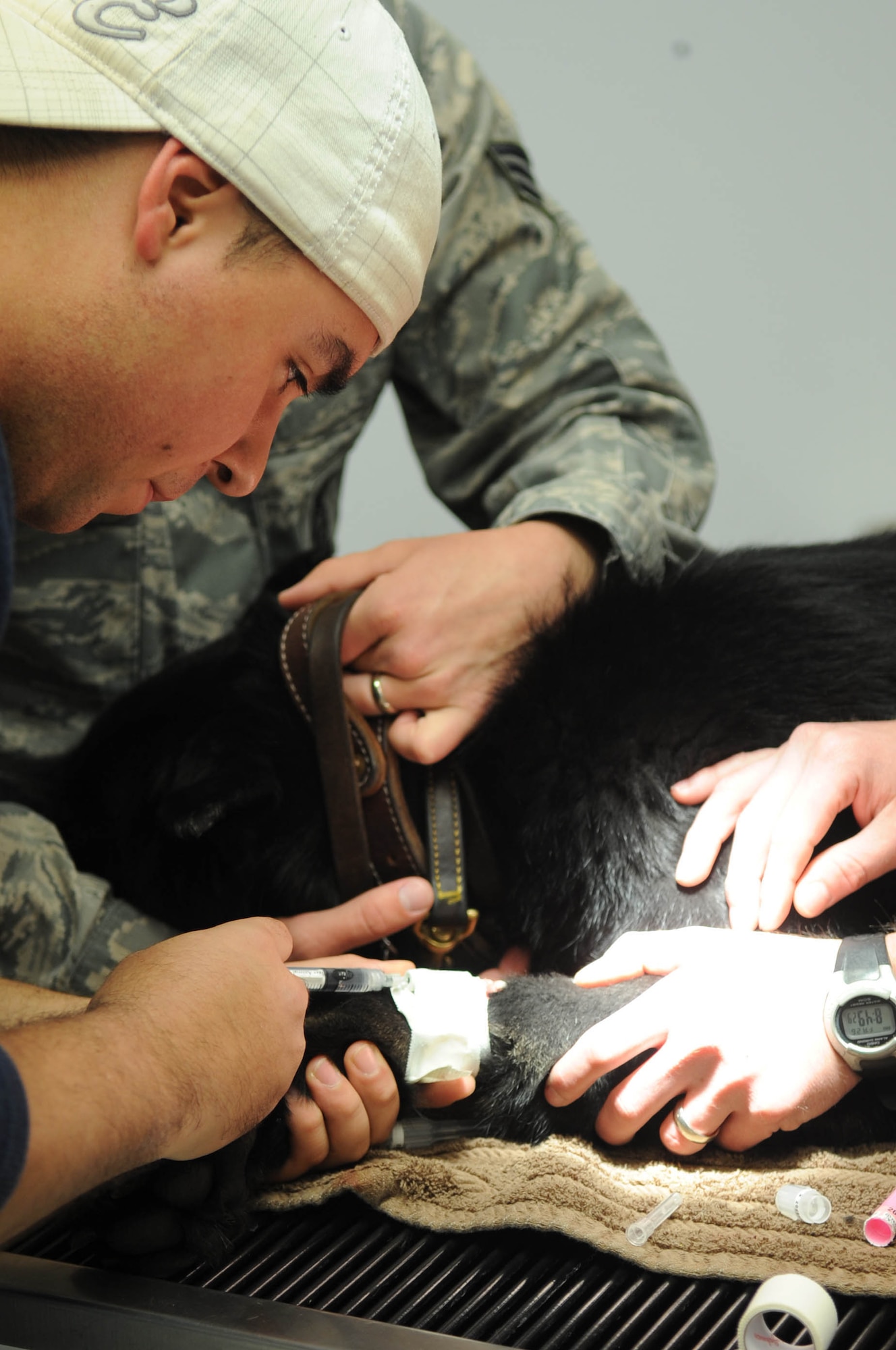 BARKSDALE AIR FORCE BASE, La – Staff Sgt. Jose Navarrete injects saline into an IV in preparation of Military Working Dog Febe’s partial tail amputation March 26. During the procedure, the dog is sedated to prevent pain.  Medical support for the working dogs is the primary mission of the vet clinic on base. They offer a full range of services to the working dogs to include routine medical and surgical procedures, 24 hour emergency care, laboratory diagnostics and imaging. The dogs maintain a high level of medical readiness to ensure they are able to deploy around the world at a moment’s notice. Sergeant Navarrete is assigned to the 2d Security Forces Squadron K-9 unit here. (U.S. Air Force photo by Staff Sgt. Terri Barriere)