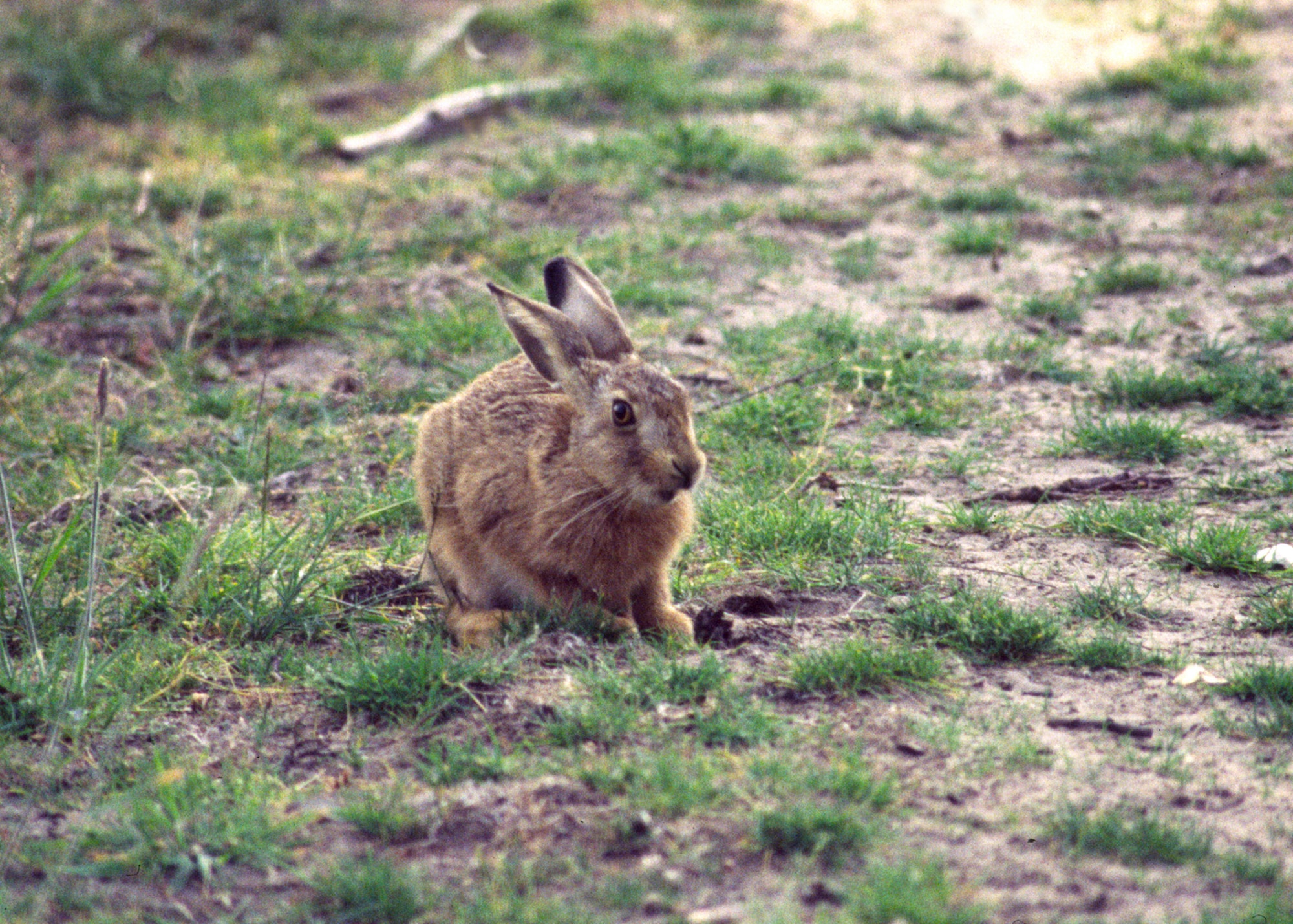Young hares, known as leverets, are independent of their mothers at four to five weeks. (U.S. Air Force photo/Judith Wakelam)