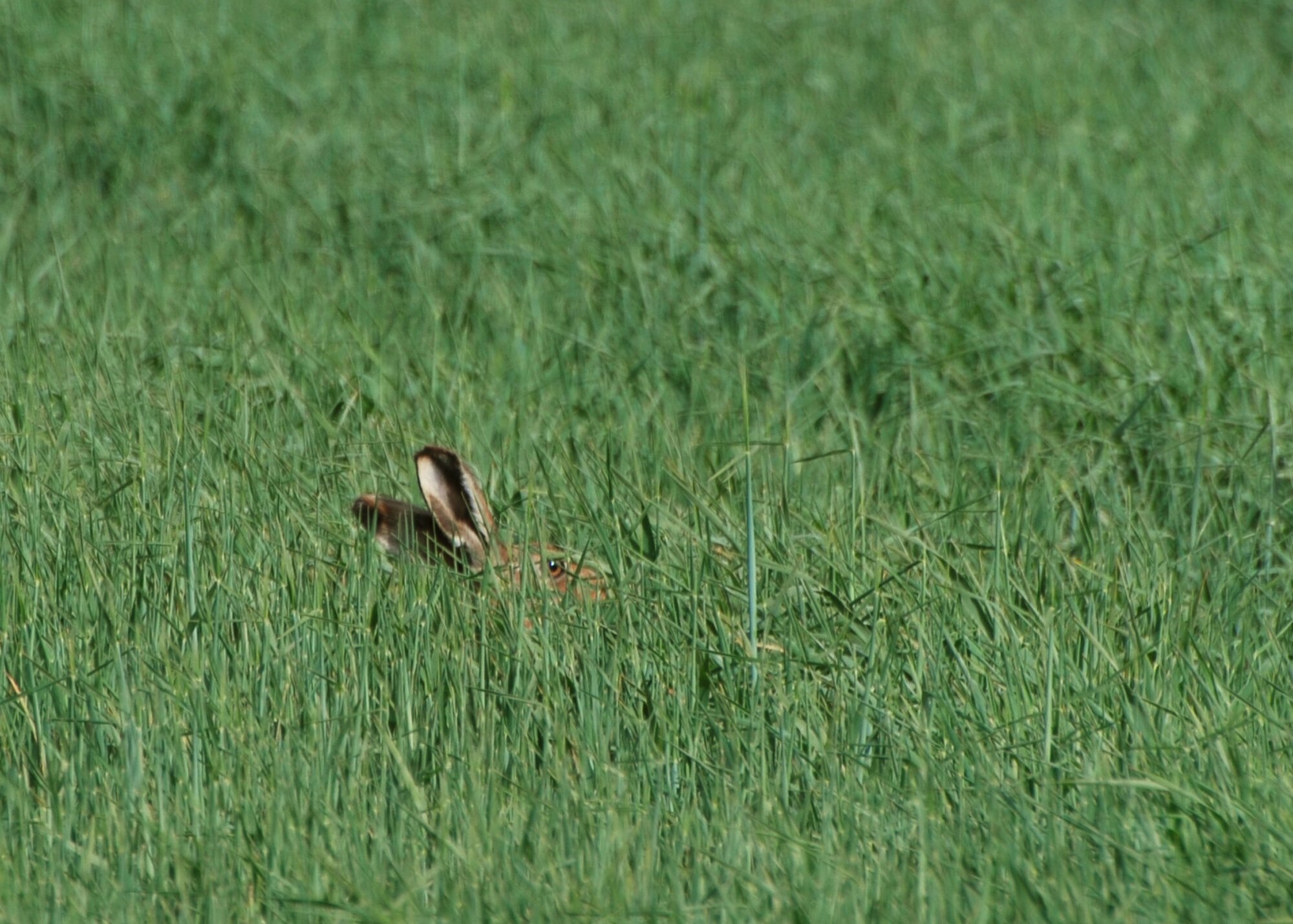 The best time to observe hares on East Anglia's arable fields is early mornings and evenings during the months of March and April. (U.S. Air Force photo/Judith Wakelam)