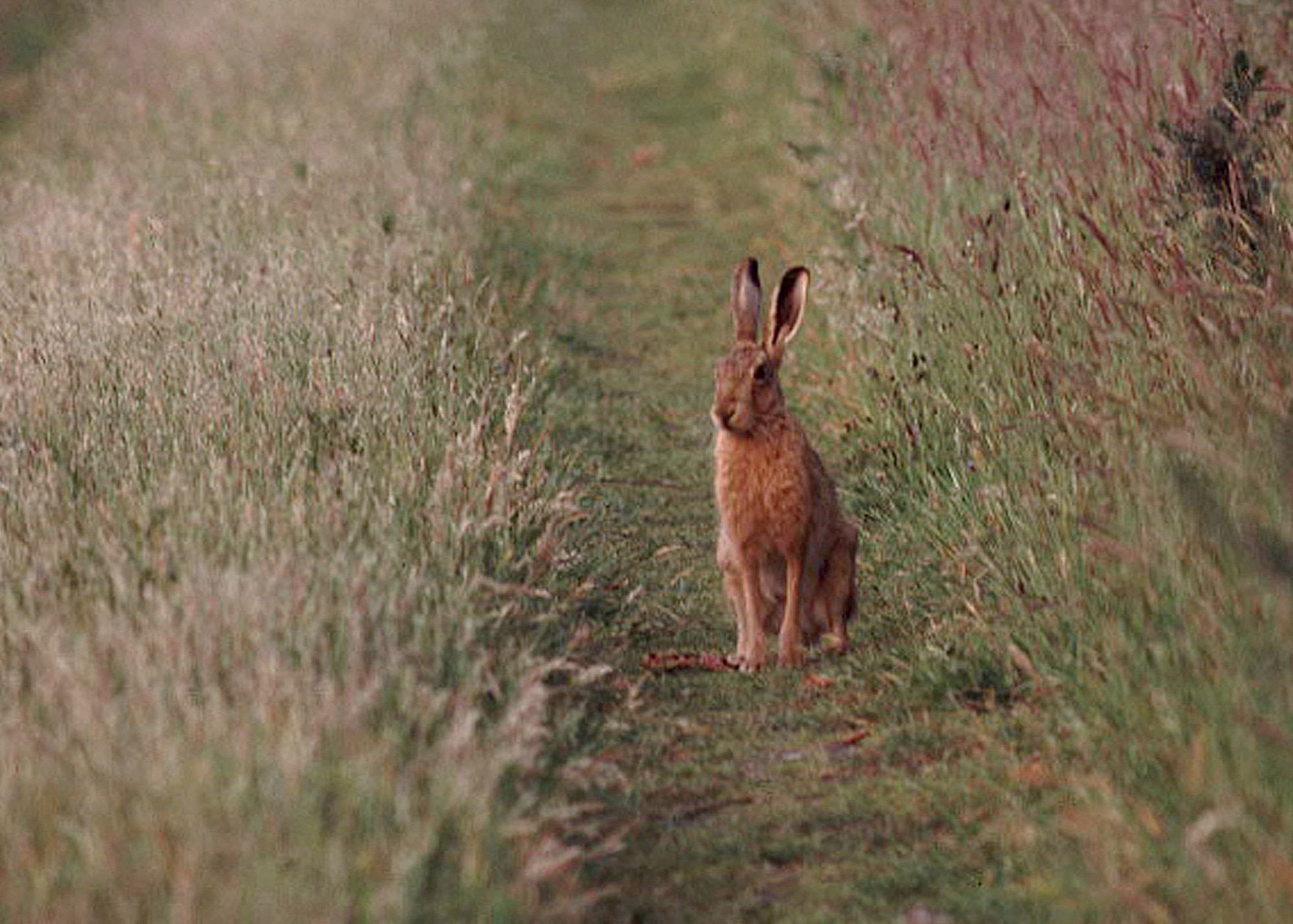 An adult brown hare, common on East Anglian farmlands, rests on a grassy track. (U.S. Air Force photo/Judith Wakelam)