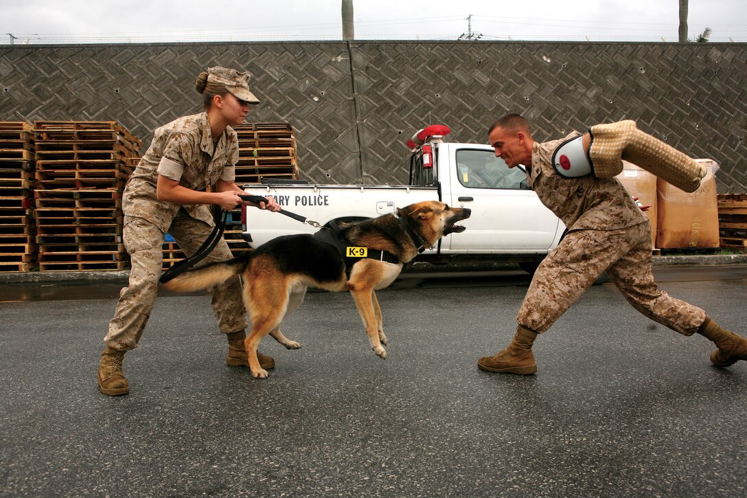 Lance Cpl. Derrick Magee acts as an aggressor while Lance Cpl. Erin Swanson holds back Rexo, her K-9 partner during training at the Camp Foster Post Exchange. Both Marines are K-9 handlers with the Marine Corps Bases Japan Provost Marshal's Office.