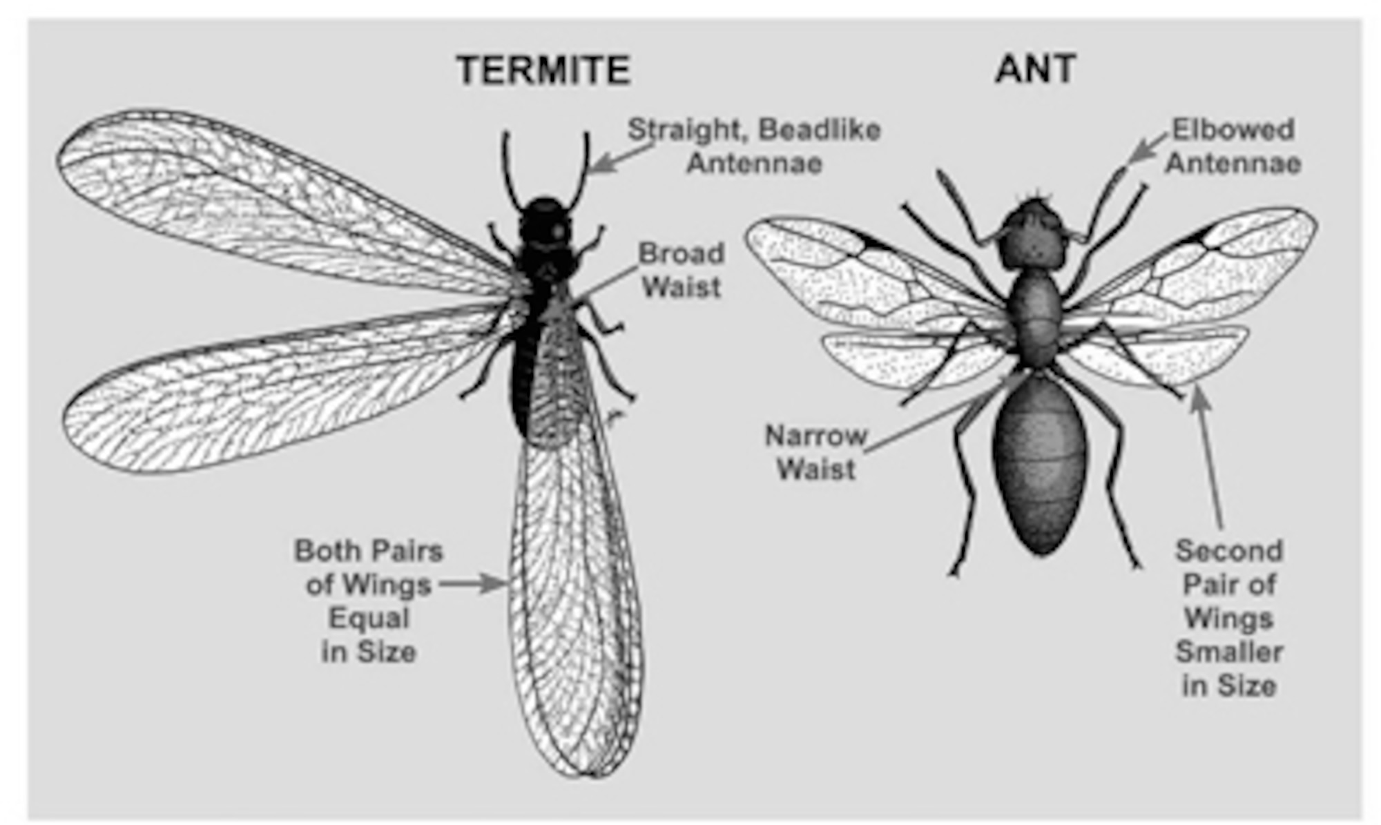 Termite swarmers can be easily confused with winged ants.  There are three features which can be used to quickly differentiate between the two insects — the antennae, the “waist” or constriction between the thorax and abdomen and the length of the wings.
Termite swarmers have relatively straight antenna, while winged ants have bent or “elbowed” antennae.  The constriction between an ant’s thorax and abdomen is narrow, while the division between the thorax and abdomen is harder to distinguish on a termite.  Termites have two pairs of wings which are equal in length; an ant’s hind legs are noticeably smaller that the first pair.  