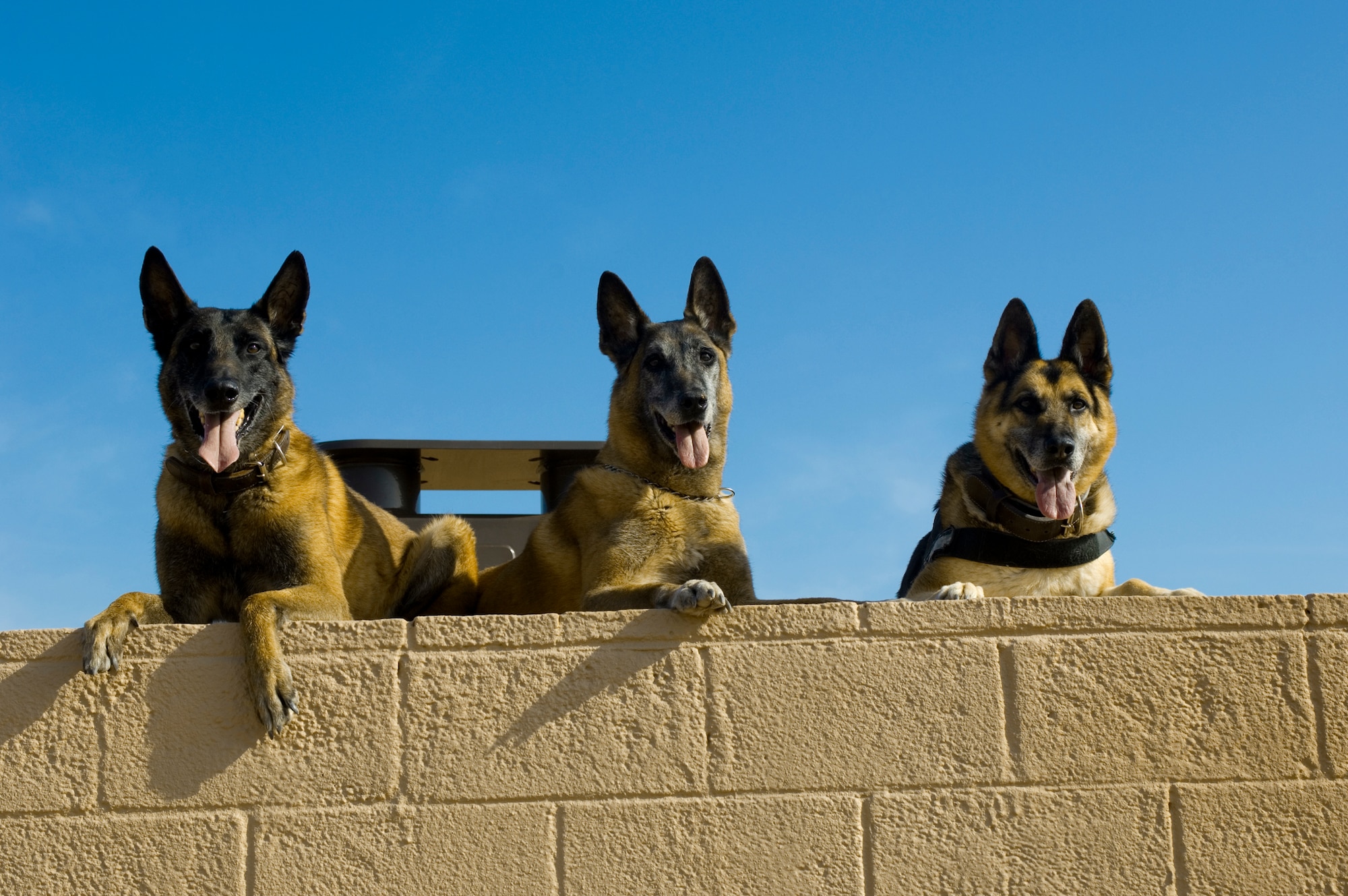 Roc, Kisma and Jampy, military working dogs assigned to the 56th Security Forces Squadron, take a rest at the Military Working Dog kennels at Luke Air Force Base, Ariz., March 25, 2010. (U.S. Air Force photo/Staff Sgt. Jason Colbert)