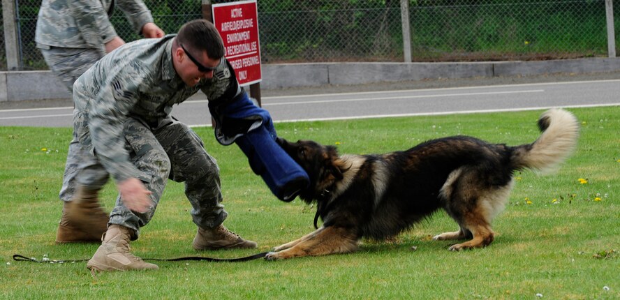 RAF  MILDENHALL, England – Senior Airman Kaylon Pendleton, 100th Security Forces Squadron, is attacked during a working-dog demonstration May 1.  The demonstration was one of several events planned for Operation Together and Ready.  (U.S. Air Force photo/Staff Sgt. Christopher L. Ingersoll)