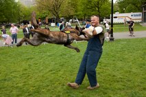 Bandit, a military working dog, makes a huge leap to bite and detain Cpl. Daniel Pierce, a military working dog handler with Military Police Support Company, 2nd Marine Aircraft Wing, Marine Corps Base Camp Lejeune, N.C., who's from Tyngsboro, Mass., during a demonstration at Boston Common May 3. The demonstration was during the first day of Marine Week Boston, which honors and recognizes the contributions of Marines, including Boston-based hometown heroes and their families.