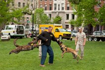 Cpl. Daniel Pierce, a military working dog handler with Military Police Support Company, 2nd Marine Aircraft Wing, Marine Corps Base Camp Lejeune, N.C., who's from Tyngsboro, Mass., is attacked by Zok and Bandit, military working dogs, during a demonstration at Boston Common May 3. The demonstration was during the first day of Marine Week Boston, which honors and recognizes the contributions of Marines, including Boston-based hometown heroes and their families.