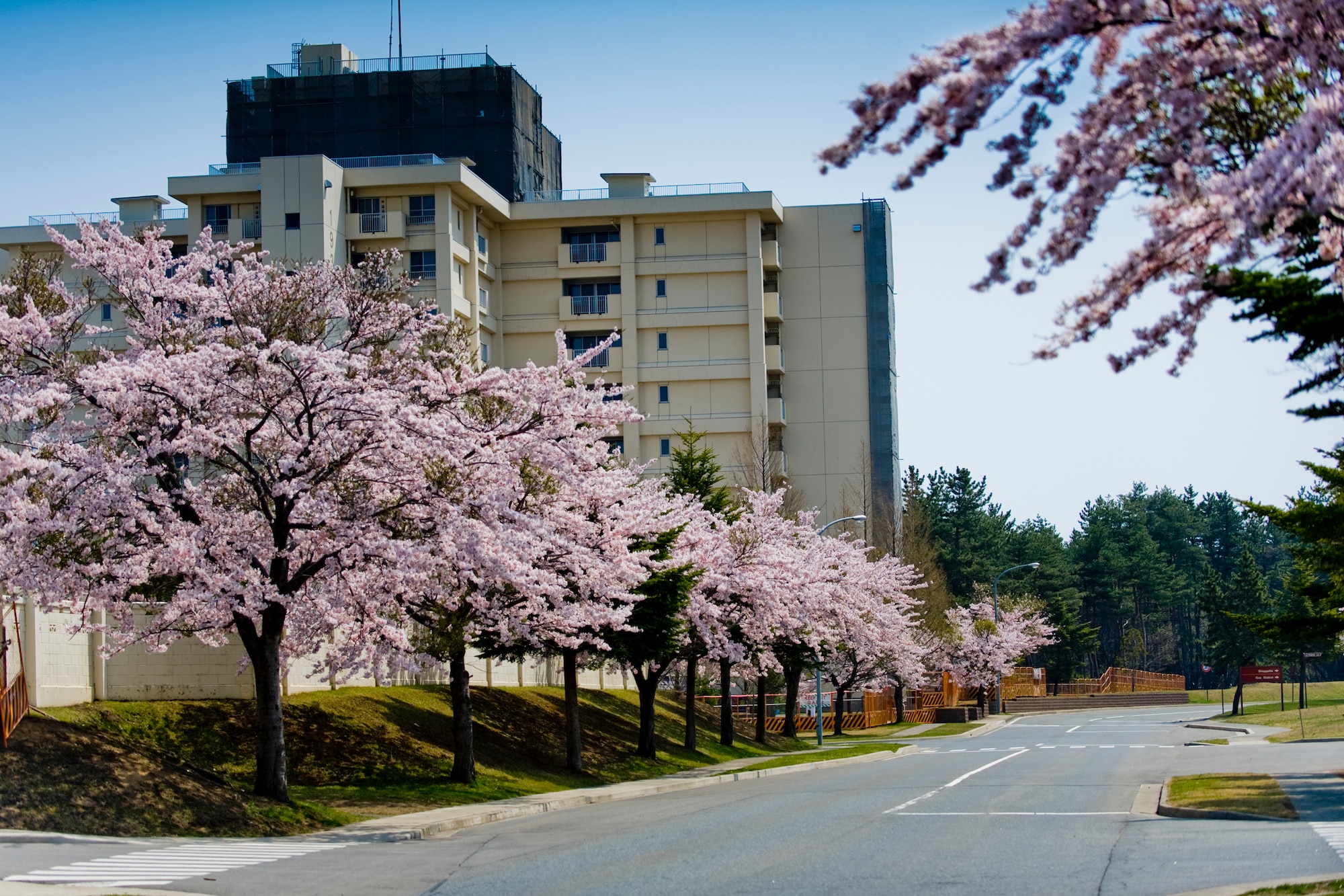 MISAWA AIR BASE, Japan -- Cherry blossoms bloom near North Area housing May 4. Cherry blossom trees take a prominent position in Japanese culture. (U.S. Air Force photo/Senior Airman Jamal D. Sutter)
