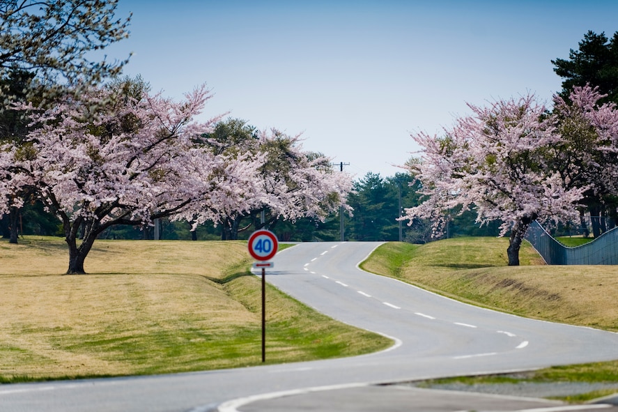 MISAWA AIR BASE, Japan -- Cherry blossoms bloom near the Gosser Memorial Golf Course May 4. Cherry blossoms and warm weather come hand-in-hand, signaling the start of Spring. (U.S. Air Force photo/Senior Airman Jamal D. Sutter)