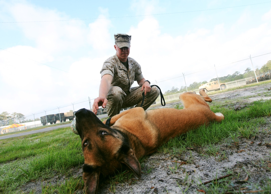 Cpl. Jesse Makela, a military working dog handler with Military Police Support Company, II Marine Expeditionary Force Headquarters Group, takes his dog, Rocky, for a morning walk before the ribbon-cutting ceremony for MP Support Co.’s new consolidated work area, May 5, 2010.  Rocky is one of many military working dogs living in the company’s new kennels.