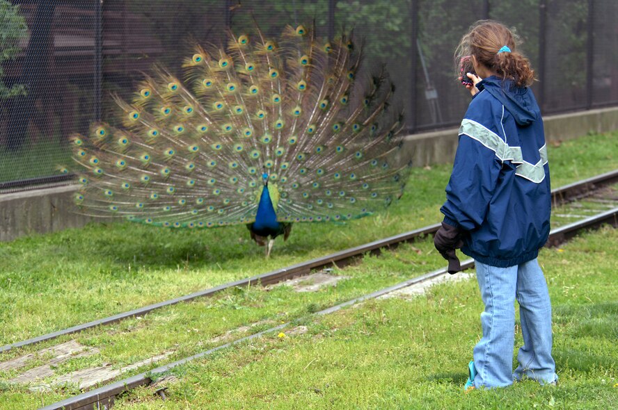OFFUTT AIR FORCE BASE, Neb. -- Savannah Hall, daughter of Staff Sgt. Octavia Savage, 55th Medical Support Squadron, takes a break from raking leaves to snap a picture of a peacock displaying it's feathers at the Henry Doorly Zoo in Omaha, Neb., May 8 during the zoo's annual clean up day. Sergeant Savage and her daughter were part of a large group of volunteers from Offutt who volunteered to help clean the zoo. U.S. Air Force photo by Delanie Stafford