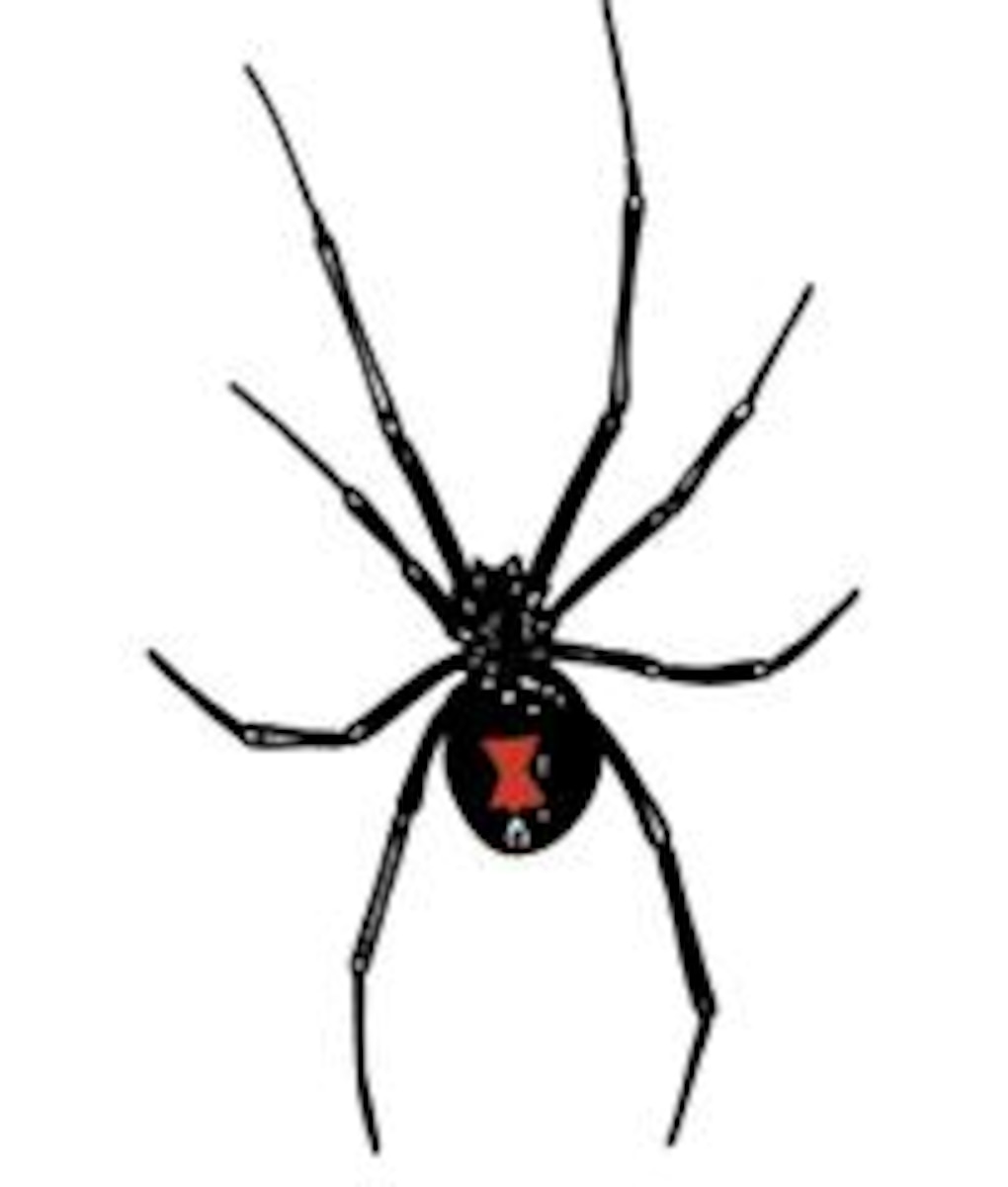 Black widow spiders > Mountain Home Air Force Base > Article Display