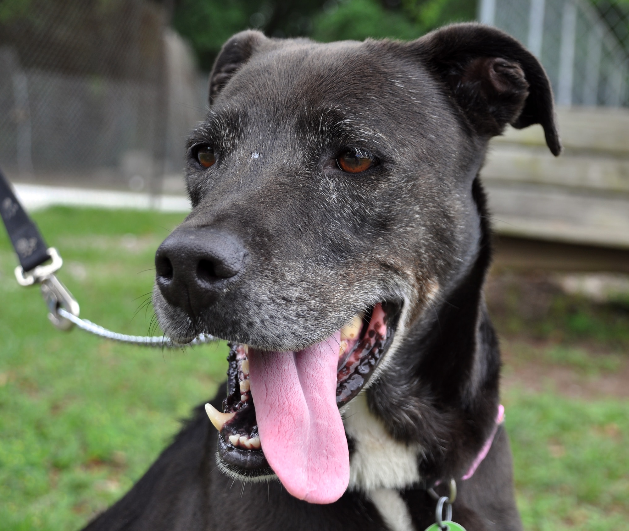 Gracie, an Eglin Pet Welfare dog available for adoption, was left at the shelter during a thunderstorm after hours. She escaped the outdoor pin she was placed in by her former owners and roamed the Eglin range for three days. Pet abandonment causes problems for both the animal and the volunteers at the shelter. One can learn more about preventing pet abandonment or volunteering at the shelter by visiting www.petwelfare.net. (U.S. Air Force/Ashley M. Wright)