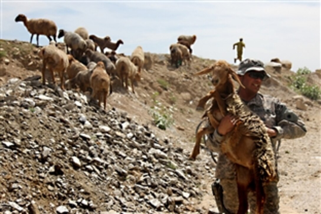 U.S. Army Sgt. Jason Stevens helps an Afghan boy and his father gather their sheep so they can receive treatment at the Veterinary Civil Action Program held at Barbur Village, Chowkay District, Konar Province, Afghanistan, May 2, 2010. Stevens is assigned to the 40th Infantry Division's Agricultural Development Team, California Army National Guard.