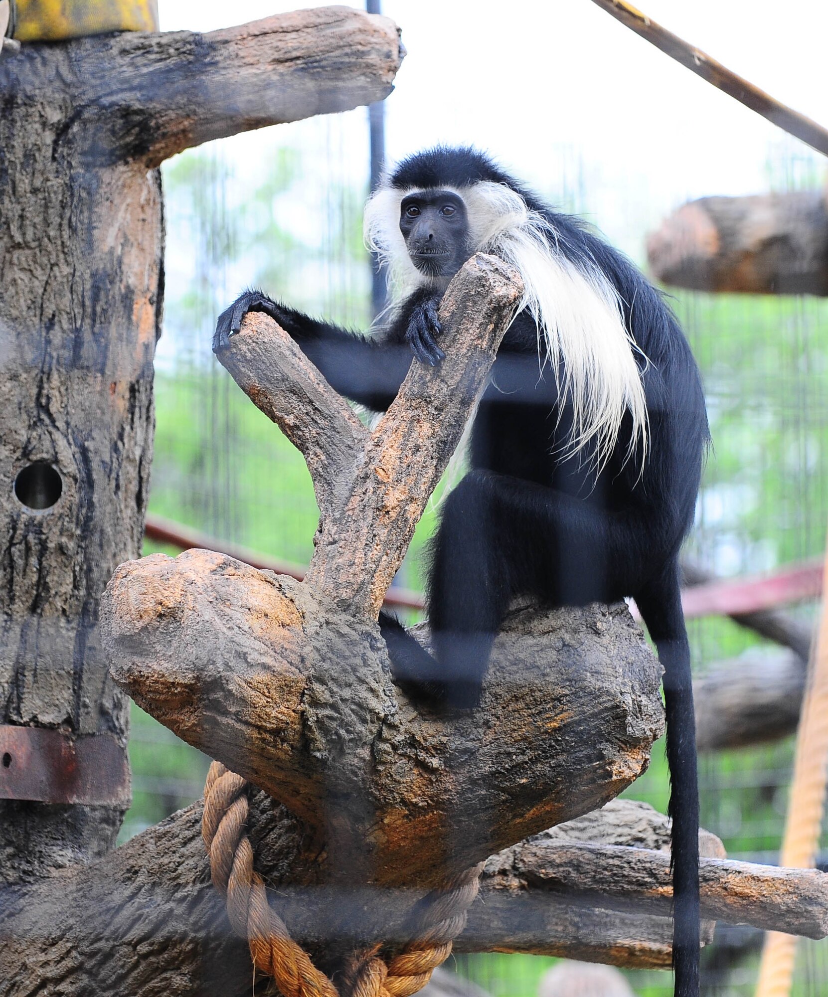 5/10/2010 - DYESS AIR FORCE BASE, Texas -- The Abilene Zoological Society presents Zoolute May 15 from 9 a.m. to 4 p.m. at the Abilene, Texas Zoo. Zoolute is an appreciation day for service members where everything is free to active and retired military ID card holders and their families, including lunch while supplies last. Other events and entertainment will also be on hand. Click here for the current flyer with more detailed information.