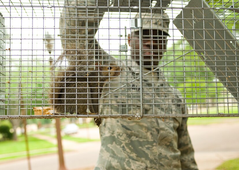 BARKSDALE AIR FORCE BASE, La. – Airman 1st Class Thomas Davis, 2d Civil Engineer Squadron pest management section, looks at a squirrel caught in a trap here May 13. The population of squirrels is quite large in the historic base housing area and they are being relocated to heavily-wooded areas of the east reservation on base. (U.S. Air Force photo / Senior Airman Chad Warren) 