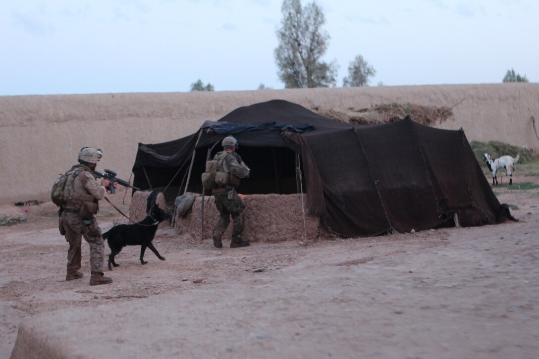A Drug Enforcement Administration special agent and Cpl. Michael Zarate, 22, from Chula Vista, Calif., and his patrol drug-detection dog, Roy, search a building for drugs and anyone evading arrest at the compound of a known Taliban commander and drug trafficker in Marjah, Afghanistan, May 18.