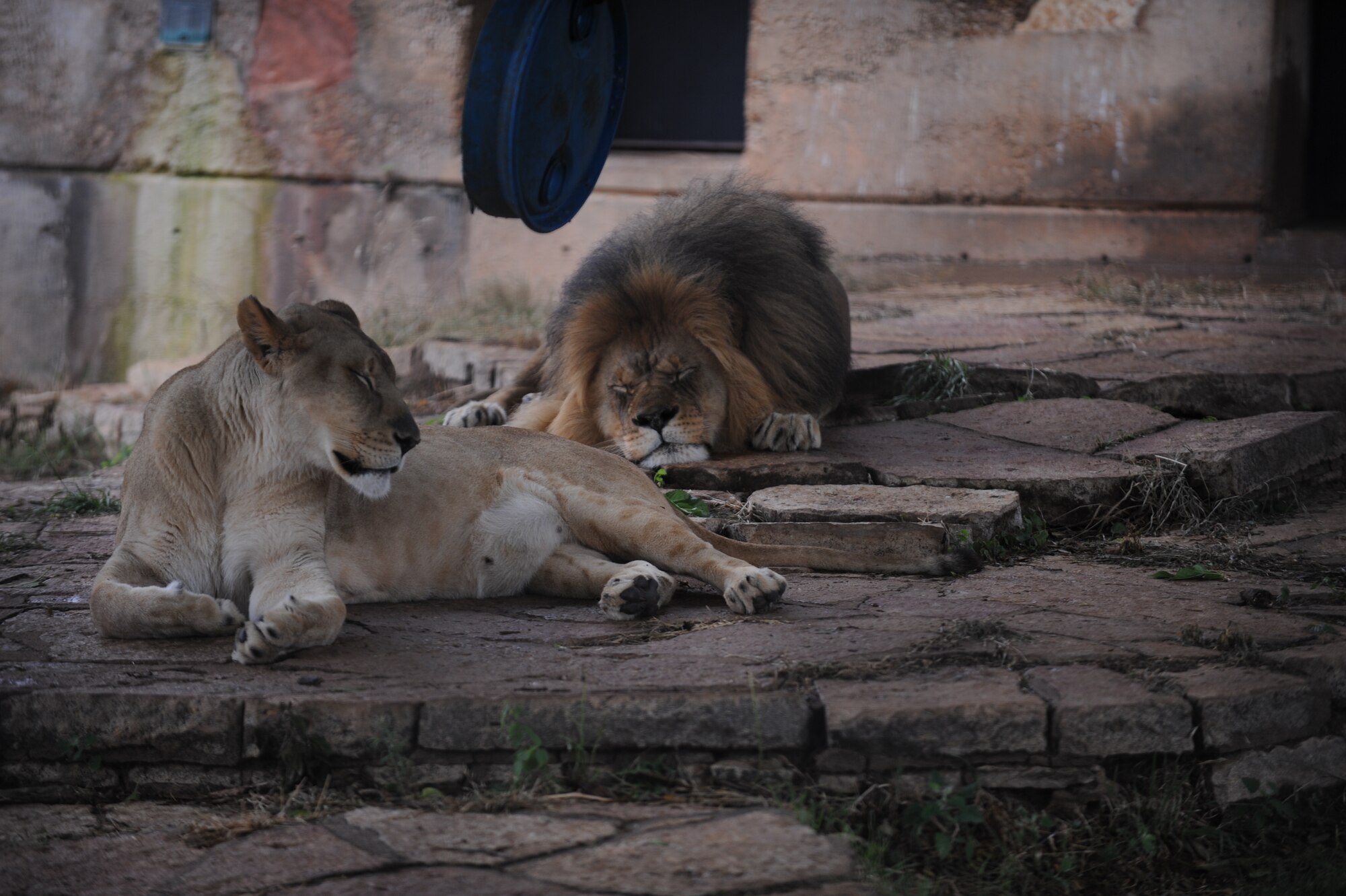 ABILENE, Texas— A lioness and lion nap peacefully May 15 here at the zoo. Lions were only one attraction of many that were open during the “Zoolute to Dyess” event.  Annually on May 15 the Abilene Zoological Society hosts a day of appreciation dedicated to members of the armed forces, retirees and their family members. In honor of the celebration they are offered a variety of food, drinks, entertainment and prizes at no cost. (U.S Air Force photo/ Airman 1st Class Shannon Hall)