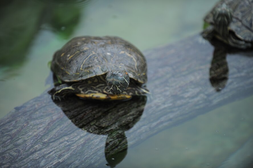 ABILENE, Texas— A turtle emerges from the pond water to rest on a nearby log May 15 here at the zoo. The turtle was just one of many animals that could be seen during the “Zoolute to Dyess” event. The Abilene Zoological Society hosts this event annually to celebrate members of the armed forces retired or active duty and their families. During the celebration there was a wide variety of entertainment, food, drinks, and prizes available at no cost to military, affiliates and their families. (U.S Air Force photo/ Airman 1st Class Shannon Hall)