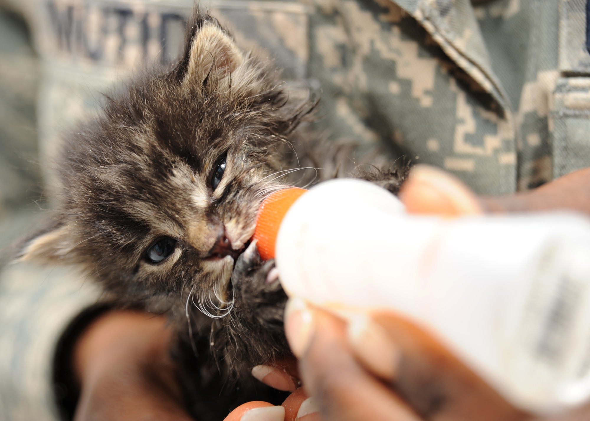 Staff Sgt. Kahlila Mutidi, 22nd Civil Engineer Squadron pest management journeyman, feeds a rescued 2-week-old kitten, nicknamed “Bear,” at the base veterinary clinic April 14, 2010, McConnell Air Force Base, Kan.  Bear was the only kitten to survive from a litter of four found on base property.  The pest management office is also responsible for relocating wild animals and returning them to their natural habitat. (U.S. Air Force photo/Senior Airman Maria Ruiz)