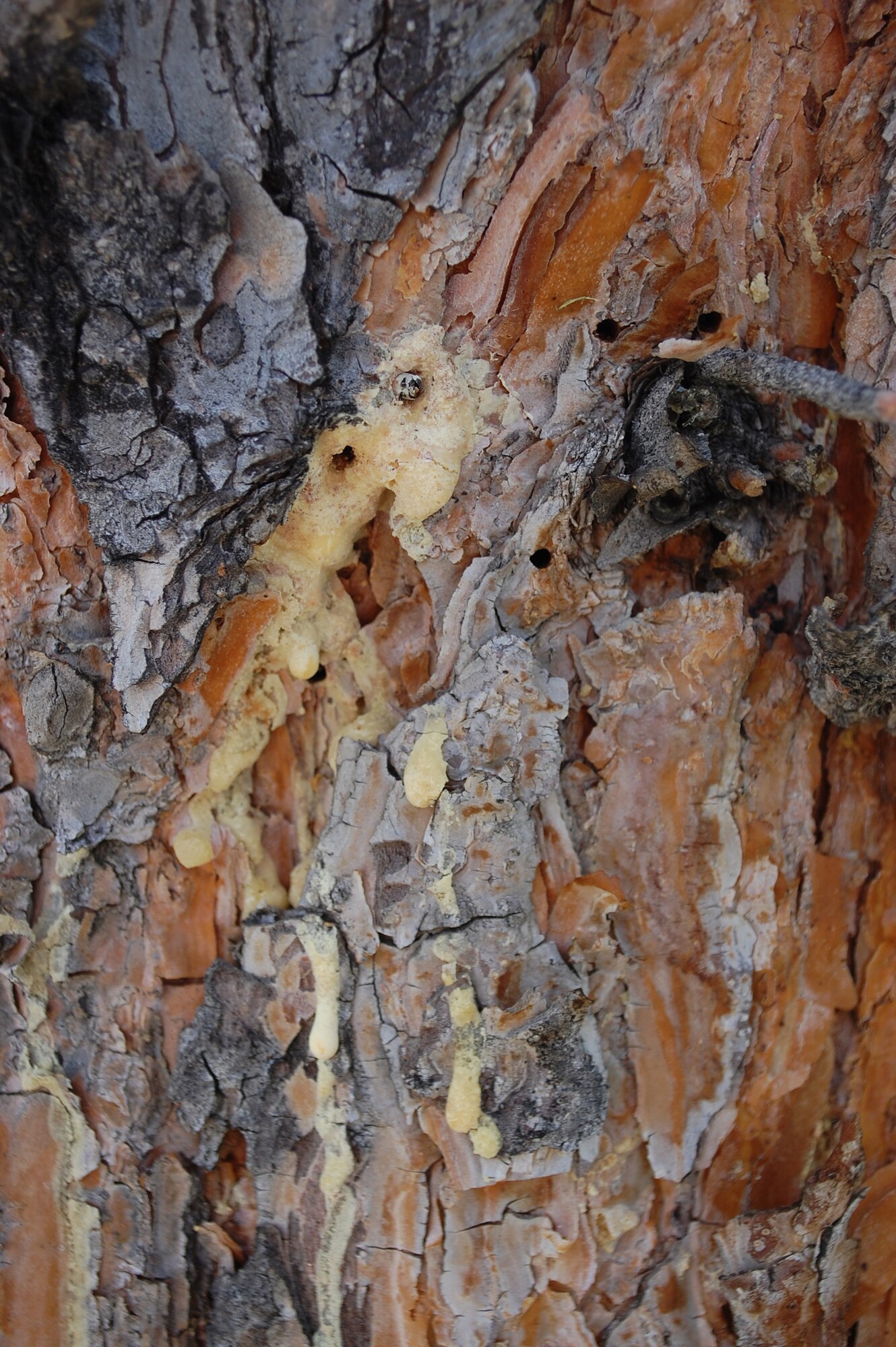A close-up of the pitch oozing from the tree bark of a Scoth pine tree shows a mountain pine beetle trapped within it. In the early stages of infestation, the tree's natural defense is to ooze pitch to expel the insect. Eventually, the beetles overpower the tree and take away their ability to produce pitch. (U.S. Air Force photo/Valerie Mullett)