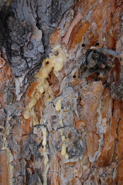 A close-up of the pitch oozing from the tree bark of a Scoth pine tree shows a mountain pine beetle trapped within it. In the early stages of infestation, the tree's natural defense is to ooze pitch to expel the insect. Eventually, the beetles overpower the tree and take away their ability to produce pitch. (U.S. Air Force photo/Valerie Mullett)