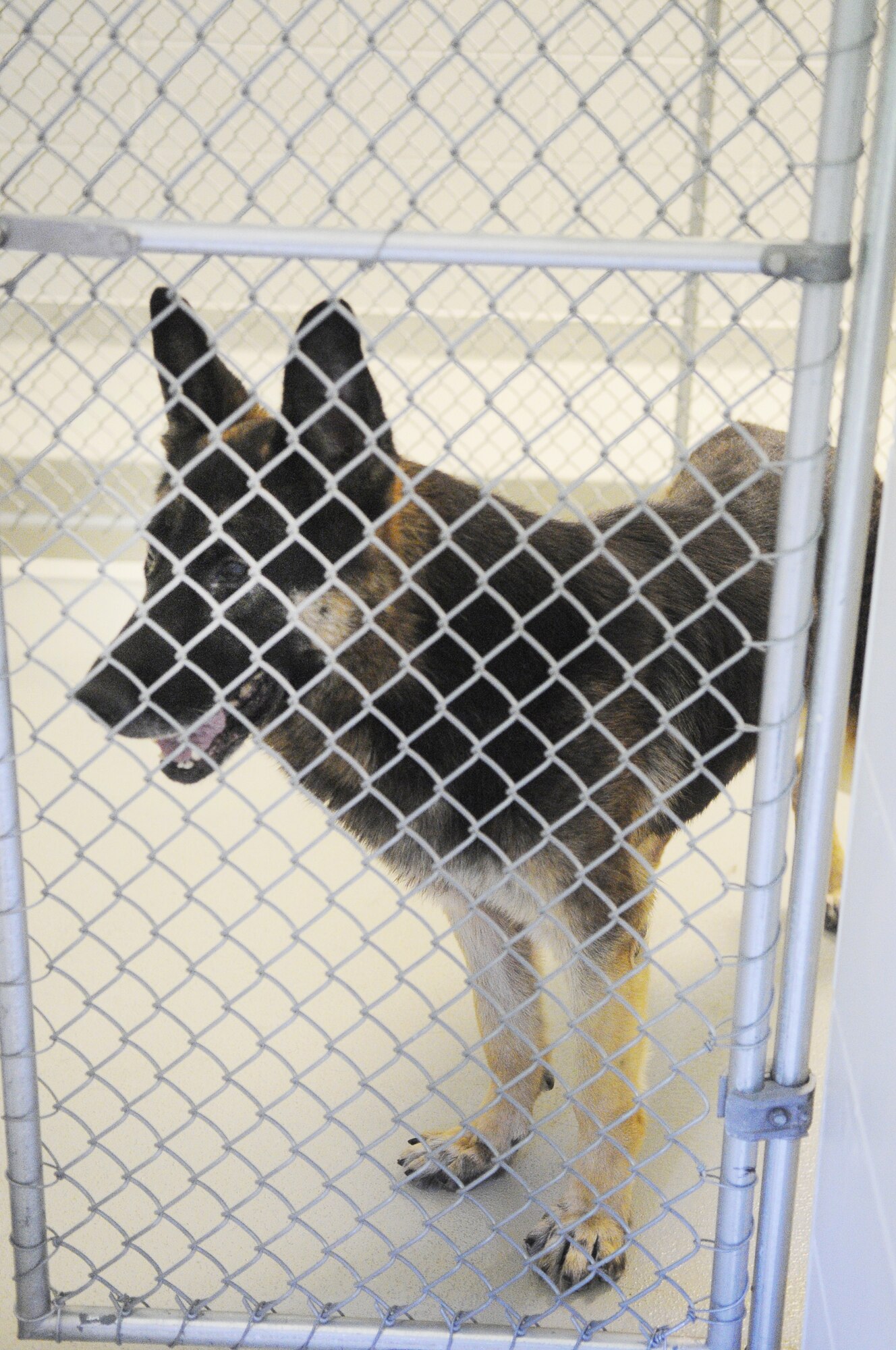 Robins military working dogs now have a better living environment. U. S. Air Force photo by Sue Sapp