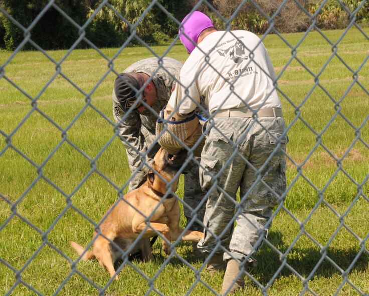 Two handlers from the 6th Security Forces Squadron Military Working Dogs section at MacDill Air Force Base, Fla. demonstrate how their dogs can help apprehend a criminal May 21, 2010. The demonstration was simulated as part of a tour for the Military Working Dog Team Support Association. (U.S. Air Force photo by Senior Airman Anna-Marie Wyant)