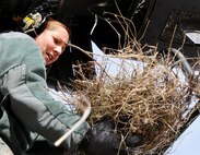 Staff Sgt. Jennifer Fender, 179th Maintenance Group, pulls a bird’s nest filled with eggs out of Engine 4 of MC-130E Combat Talon #572 prior to its final flight May 7 from Gowen Field, Idaho.  919th Special Operations Wing maintainers, along with the 179th were sent to Boise, Idaho, to prepare four Talons to take off for one more mission – a flight into retirement and decommissioning.  Three of the Talons flew to Davis-Monthan Air Force Base, Ariz.  The other went to Hurlburt Field, Fla., to be placed in the Air Force Special Operations Command airpark.  (U.S. Air Force photo/Tech. Sgt. Samuel King Jr.)  