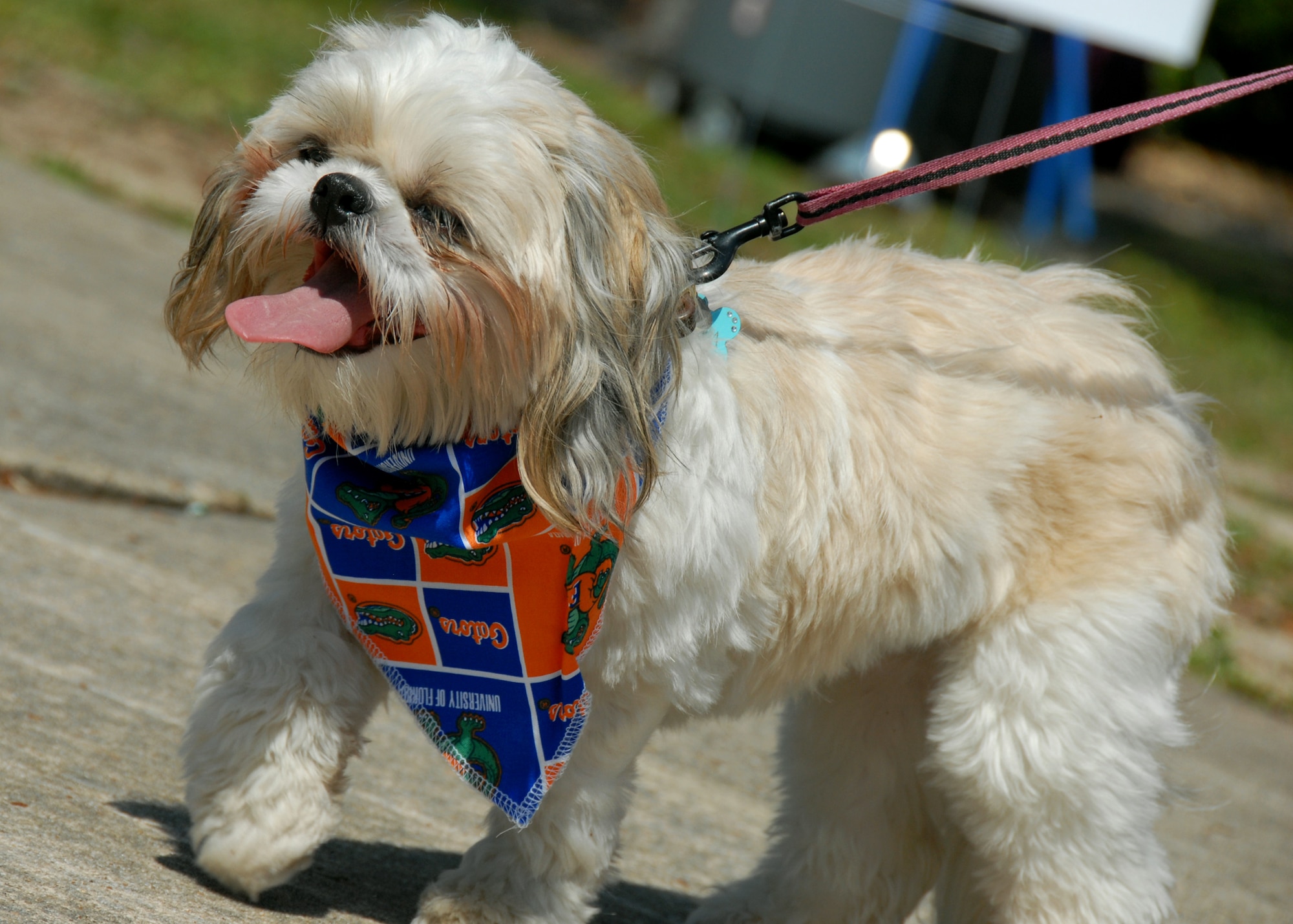 A Shih Tzu prances down the walkway at the Eglin Air Force Base Pet Show May 22.  The pet show was dominated by canines this year with dogs of all sizes populating the sidewalks in front of the Enlisted Hall.  Pet Welfare had animals available for adoption and vendors had pet clothes and scarves available for sale.  96th Security Forces Squadron military working dogs were also on hand.  The winners were “Bear," (Best trick), “Bella” (Best costume), "Scruffy," (Most Unique) and "Ripley," (Best in show.)  (U.S. Air Force photo/Samuel King Jr.) 