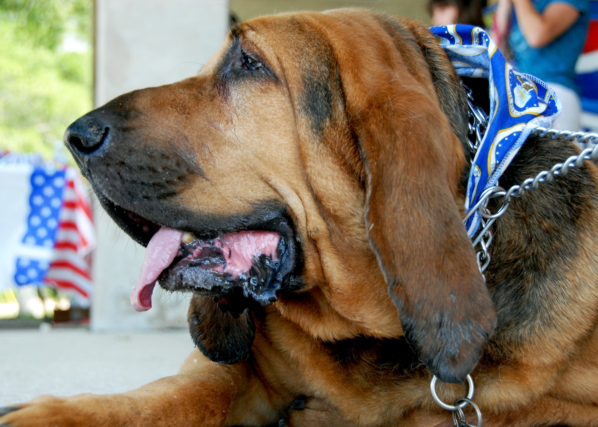 A Blood Hound found a shady spot to lie down during the Eglin Air Force Base Pet Show May 22.  The pet show was dominated by canines this year with dogs of all sizes populating the sidewalks in front of the Enlisted Hall.  Pet Welfare had animals available for adoption and vendors had pet clothes and scarves available for sale.  96th Security Forces Squadron military working dogs were also on hand.  The winners were “Bear," (Best trick), “Bella” (Best costume), "Scruffy," (Most Unique) and "Ripley," (Best in show.)  (U.S. Air Force photo/Samuel King Jr.) 