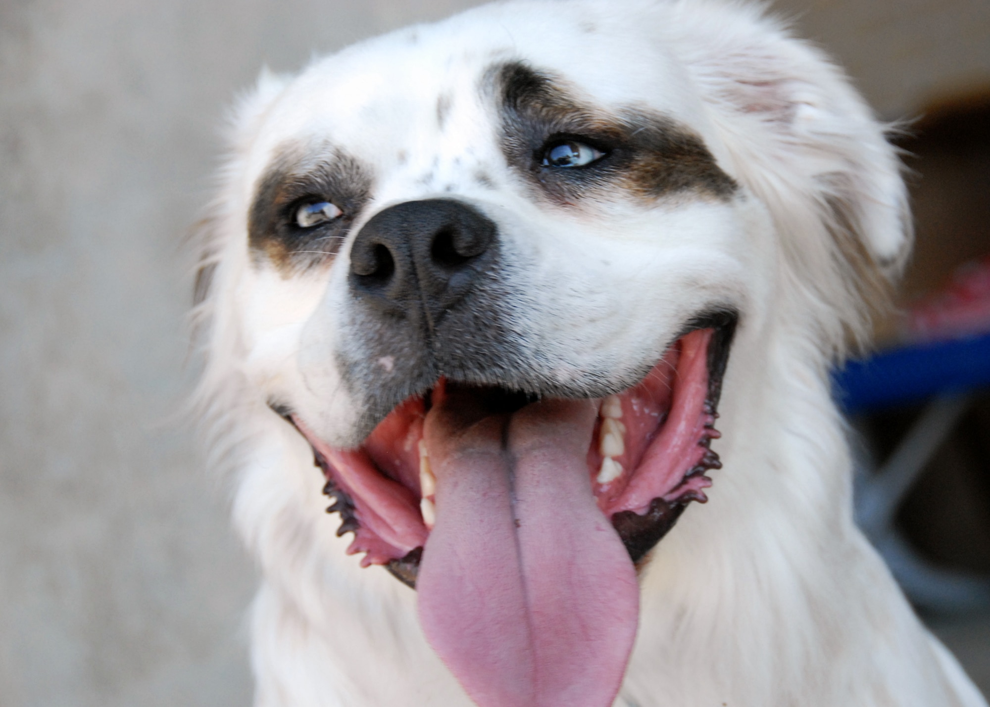 A white dog was all smiles (despite the black eyes) during the Eglin Air Force Base Pet Show May 22.  The pet show was dominated by canines this year with dogs of all sizes populating the sidewalks in front of the Enlisted Hall.  Pet Welfare had animals available for adoption and vendors had pet clothes and scarves available for sale.  96th Security Forces Squadron military working dogs were also on hand.  The winners were “Bear," (Best trick), “Bella” (Best costume), "Scruffy," (Most Unique) and "Ripley," (Best in show.)  (U.S. Air Force photo/Samuel King Jr.) 