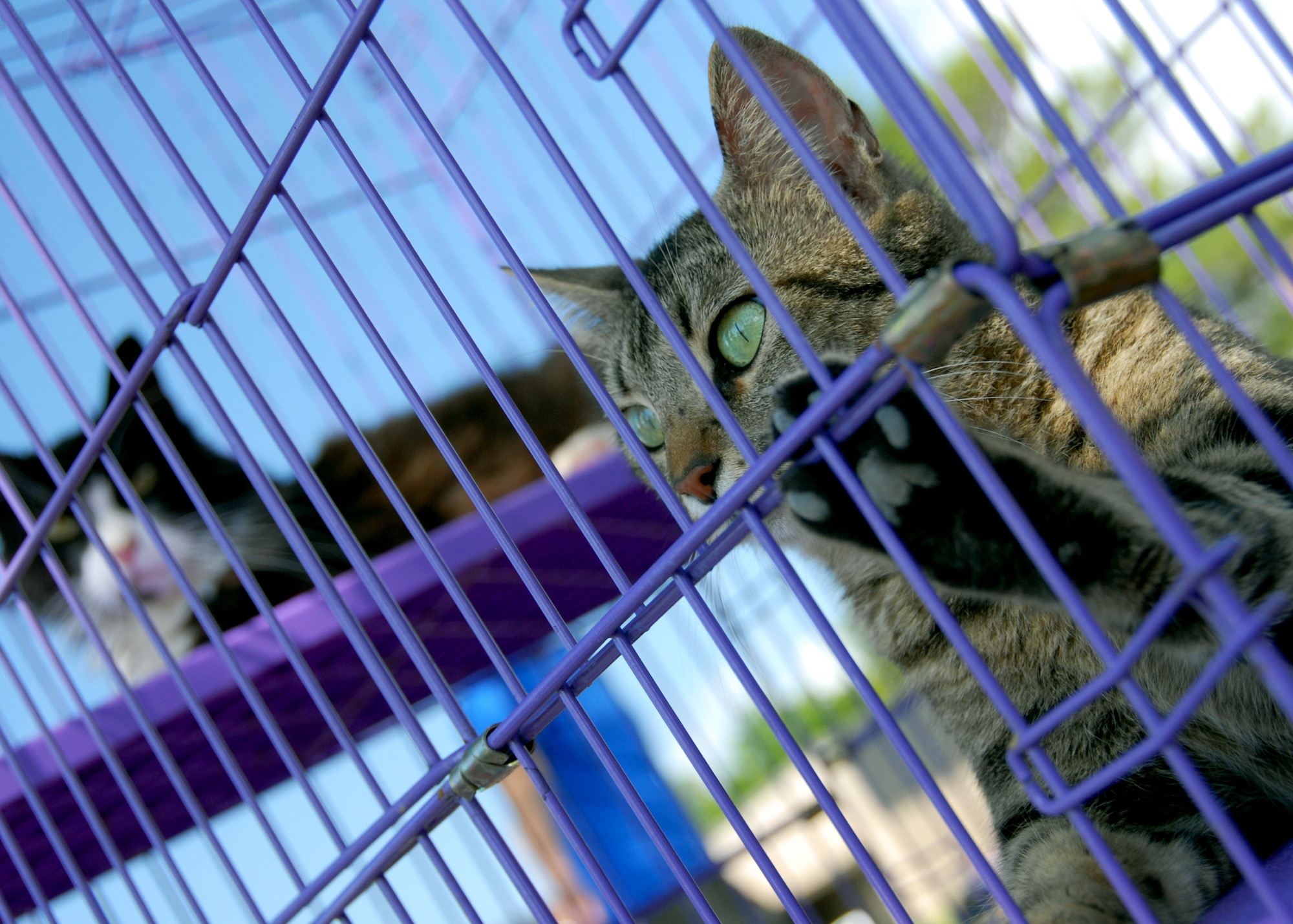 A cat from the pet welfare center looks for a way out of the cage during the Eglin Air Force Base Pet Show May 22.  The pet show was dominated by canines this year with dogs of all sizes populating the sidewalks in front of the Enlisted Hall.  Pet Welfare had animals available for adoption and vendors had pet clothes and scarves available for sale.  96th Security Forces Squadron military working dogs were also on hand.  The winners were “Bear," (Best trick), “Bella” (Best costume), "Scruffy," (Most Unique) and "Ripley," (Best in show.)  (U.S. Air Force photo/Samuel King Jr.) 