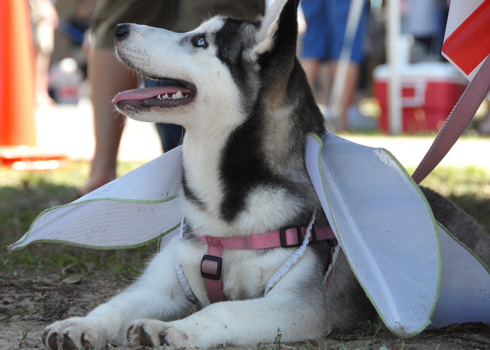 A “winged” Husky puppy takes a break during the Eglin Air Force Base Pet Show May 22.  The pet show was dominated by canines this year with dogs of all sizes populating the sidewalks in front of the Enlisted Hall.  Pet Welfare had animals available for adoption and vendors had pet clothes and scarves available for sale.  96th Security Forces Squadron military working dogs were also on hand.  The winners were “Bear," (Best trick), “Bella” (Best costume), "Scruffy," (Most Unique) and "Ripley," (Best in show.)  (U.S. Air Force photo/Samuel King Jr.) 