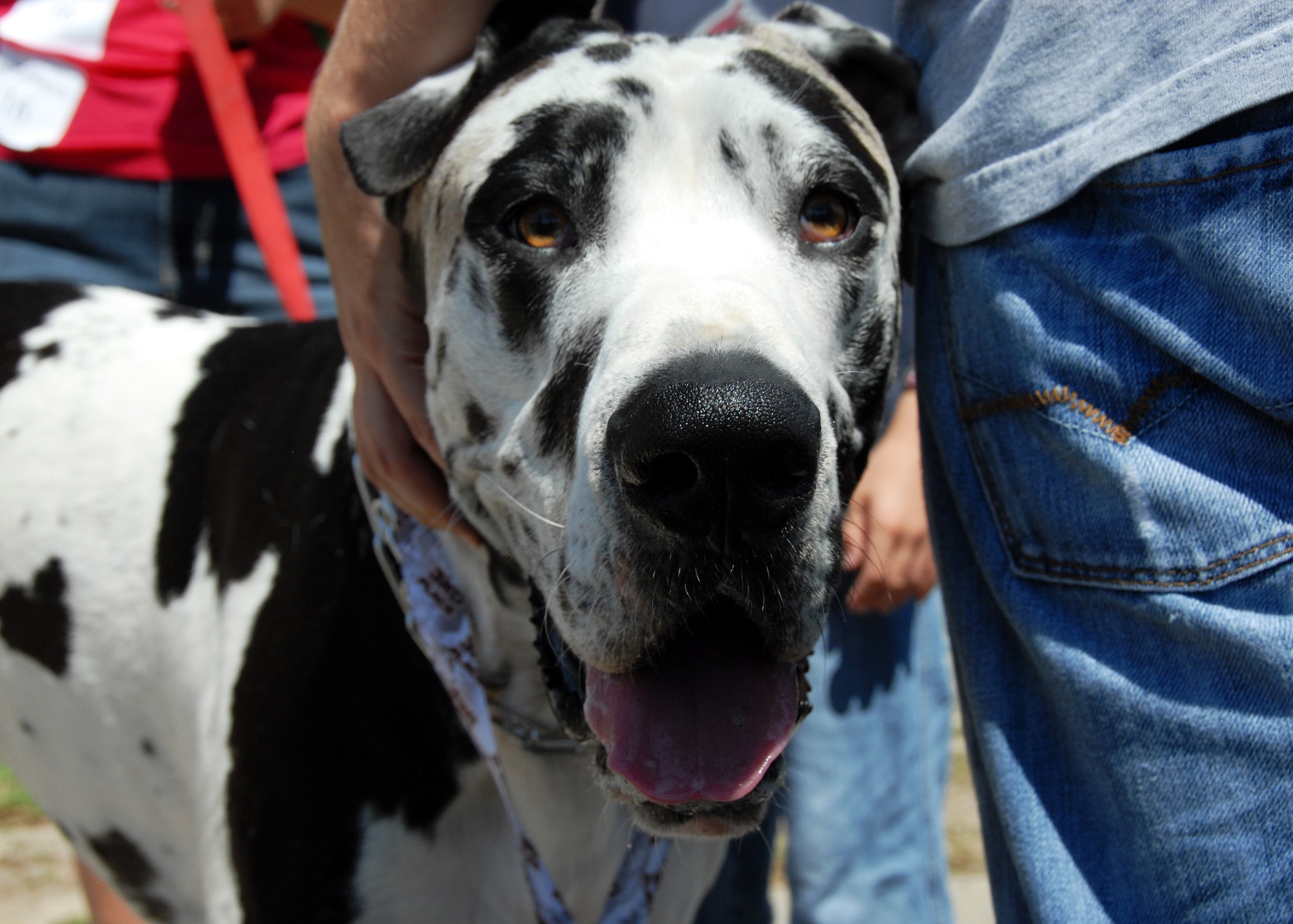 A black and white Great Dane stood above all other pets at the Eglin Air Force Base Pet Show May 22.  The pet show was dominated by canines this year with dogs of all sizes populating the sidewalks in front of the Enlisted Hall.  Pet Welfare had animals available for adoption and vendors had pet clothes and scarves available for sale.  96th Security Forces Squadron military working dogs were also on hand.  The winners were “Bear," (Best trick), “Bella” (Best costume), "Scruffy," (Most Unique) and "Ripley," (Best in show.)  (U.S. Air Force photo/Samuel King Jr.) 