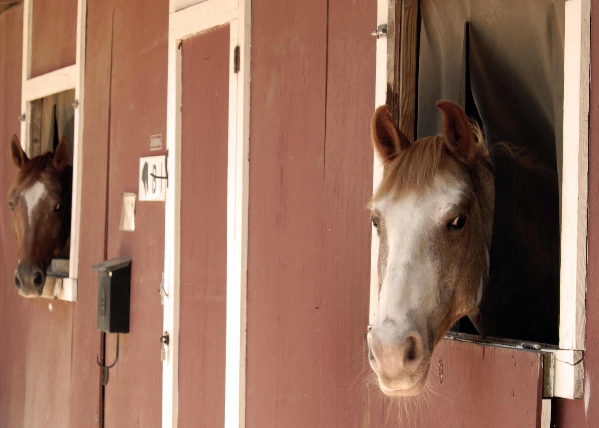 Two horses check out the activity outside their stable during the Eglin Sand and Spurs club open house May 22. The club provided pony rides for kids and riding and training demonstrations.  Those who attended got an up close and hands-on experience with many of the different breeds of horses housed at the stables on base.  (U.S. Air Force photo/Samuel King Jr.)
