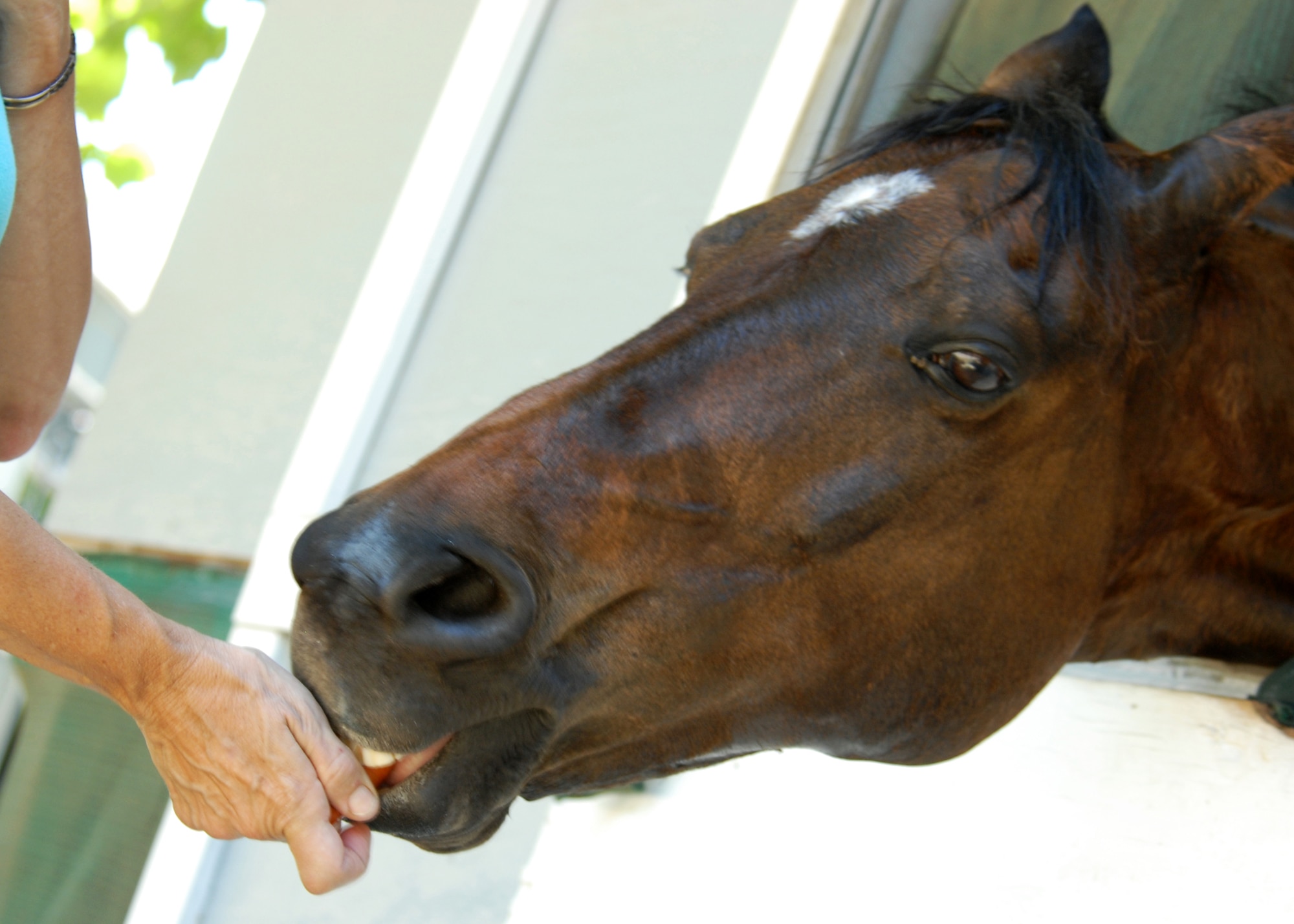 A horse receives a welcome treat (a carrot) from his owner during the Eglin Sand and Spurs club open house May 22. The club provided pony rides for kids and riding and training demonstrations.  Those who attended got an up close and hands-on experience with many of the different breeds of horses housed at the stables on base.  (U.S. Air Force photo/Samuel King Jr.)
