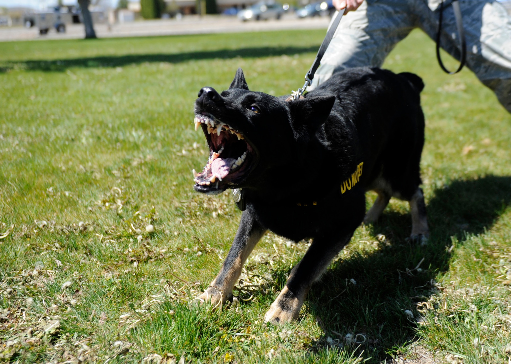MOUNTAIN HOME AIR FORCE BASE, Idaho -- Cezar, 366th Security Forces Squadron military working dog, shows how aggressive he can be at a Holt Park demonstration May 13 during National Police Week. The week honors personnel in law enforcement and pays tribute to those who gave their lives while serving their community. (U.S. Air Force photo by Airman 1st Class Renishia Richardson)