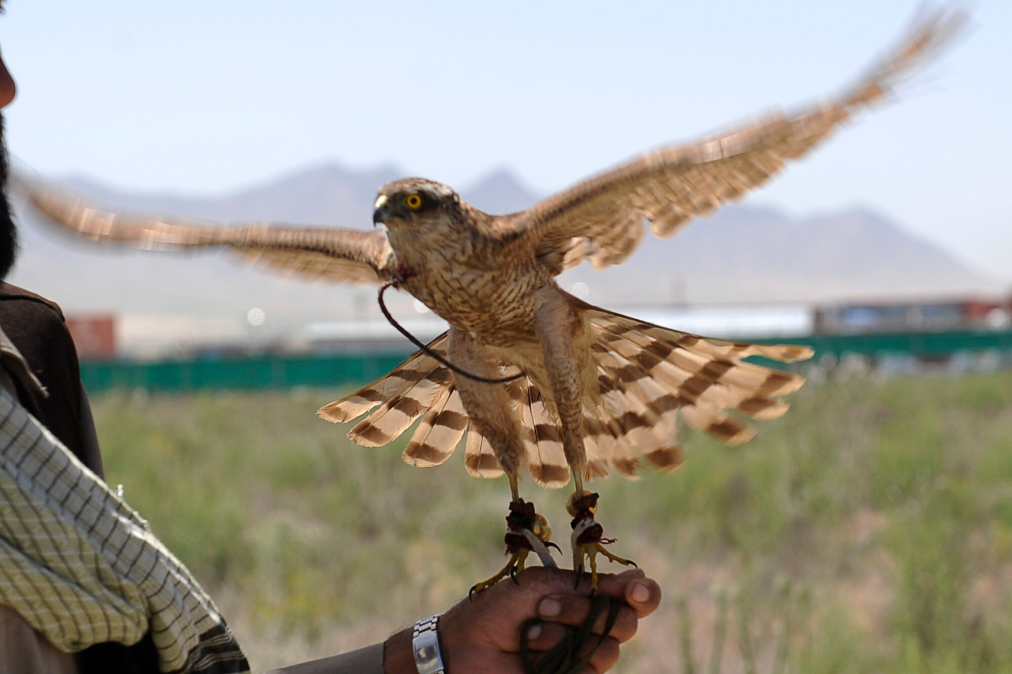 Basha a falcon used to catch birds expands his wings, May 24, 2010. Afghan contractors work with the 455th Safety Office to keep wildlife from interfering with flying operations at Bagram Airfield, Afghanistan. (U.S. Air Force photo by/ Master Sgt. Jeromy K. Cross/released)








