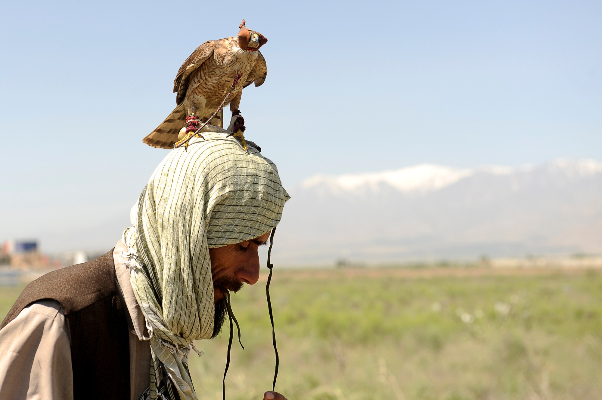 Mohammed a local contractor and his falcon Basha check a snare near the flight line, May 24, 2010. Afghan contractors work with the 455th Safety Office to keep wildlife from interfering with flying operations at Bagram Airfield, Afghanistan. (U.S. Air Force photo by/ Master Sgt. Jeromy K. Cross/released)








